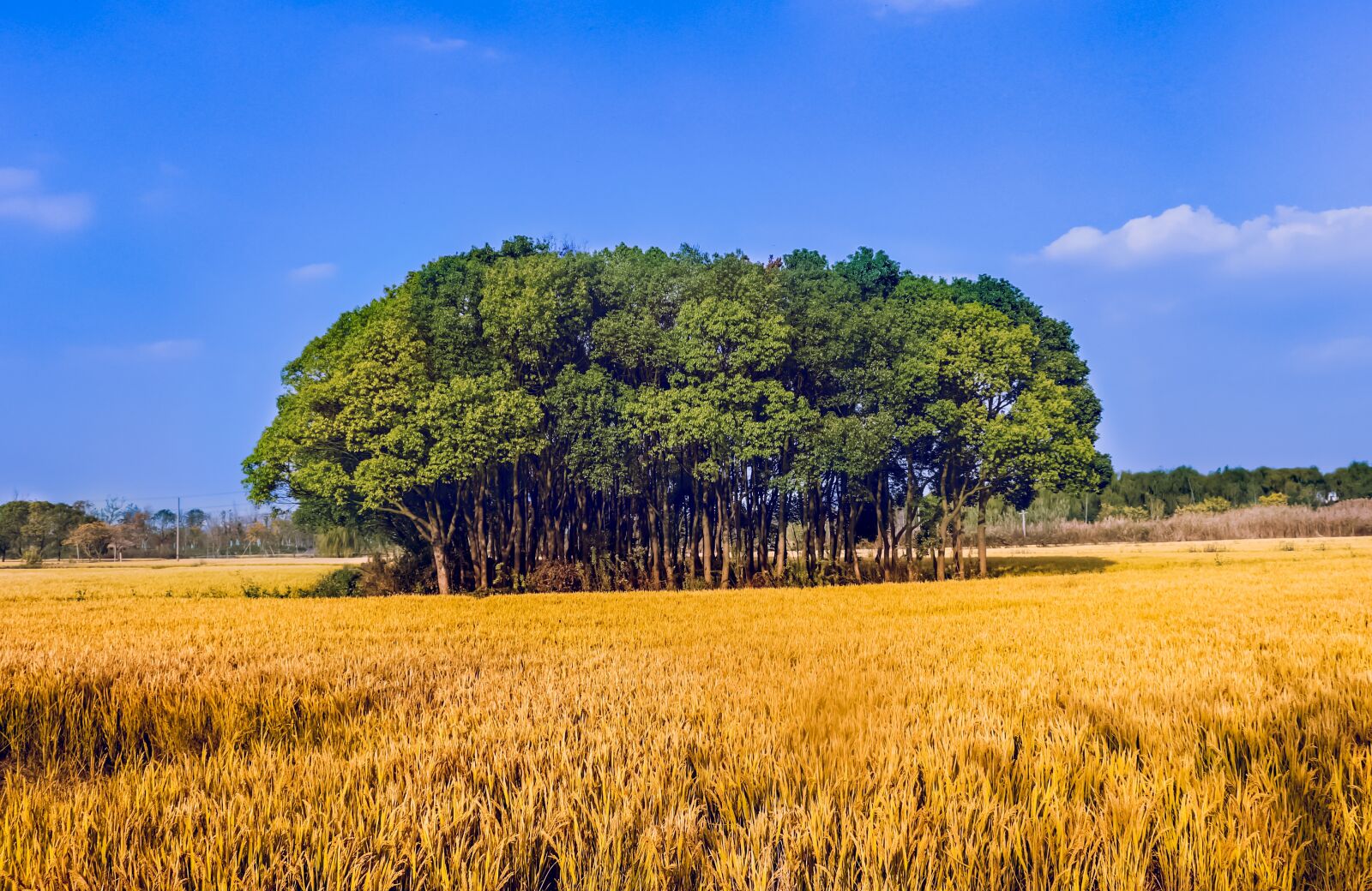 Canon EOS 800D (EOS Rebel T7i / EOS Kiss X9i) sample photo. Rice, big trees, yellow photography