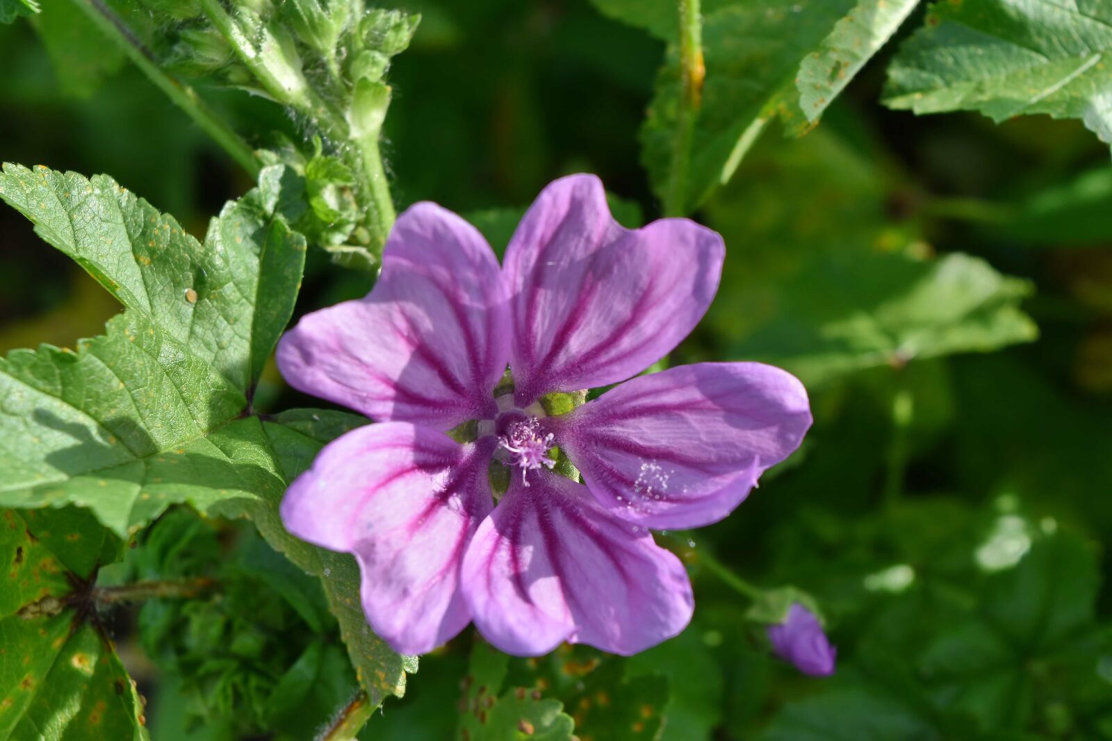 Nikon D5500 sample photo. Beautiful flowers, petals, purple photography
