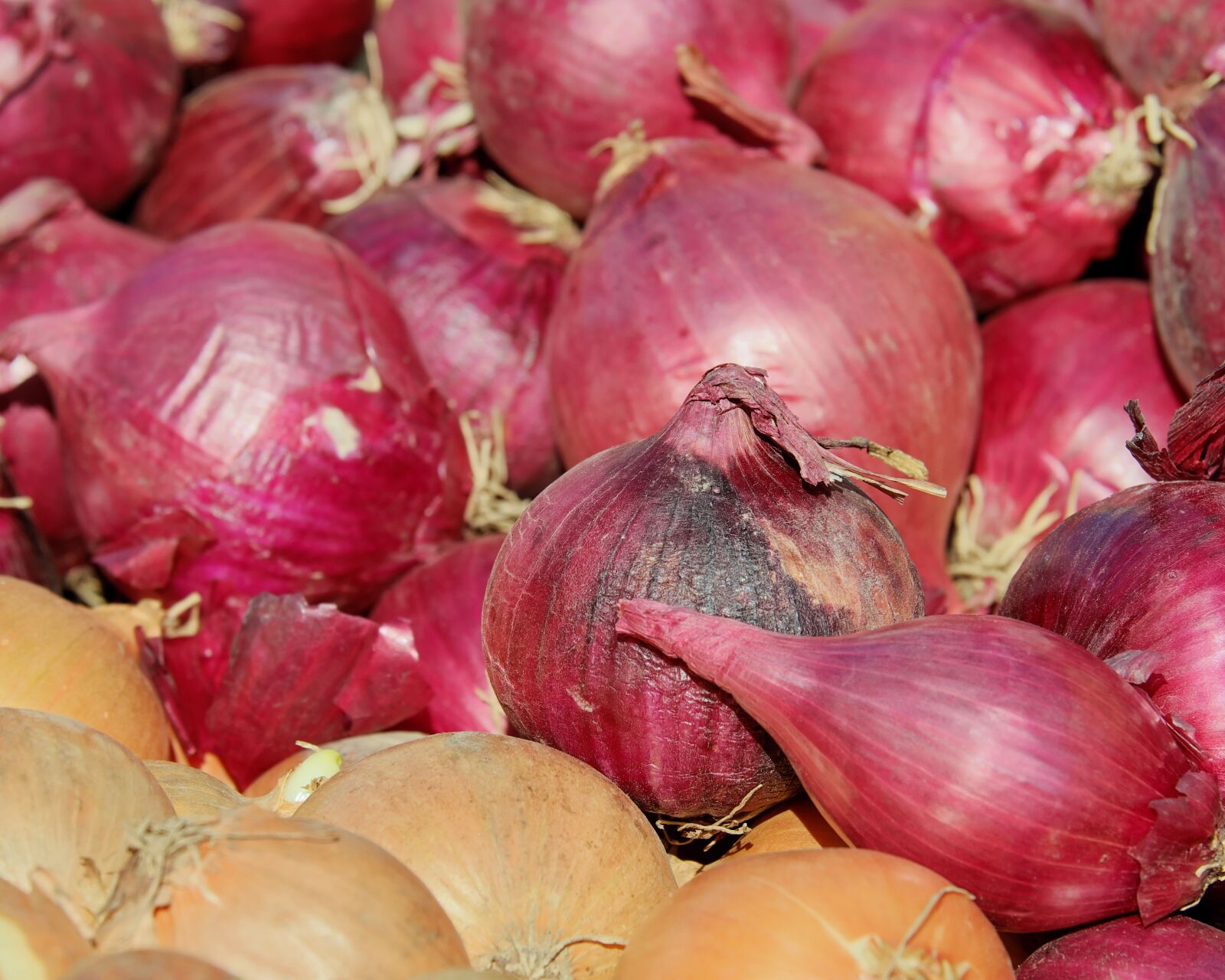 Fujifilm X-T10 sample photo. Red shallots, noble onion photography