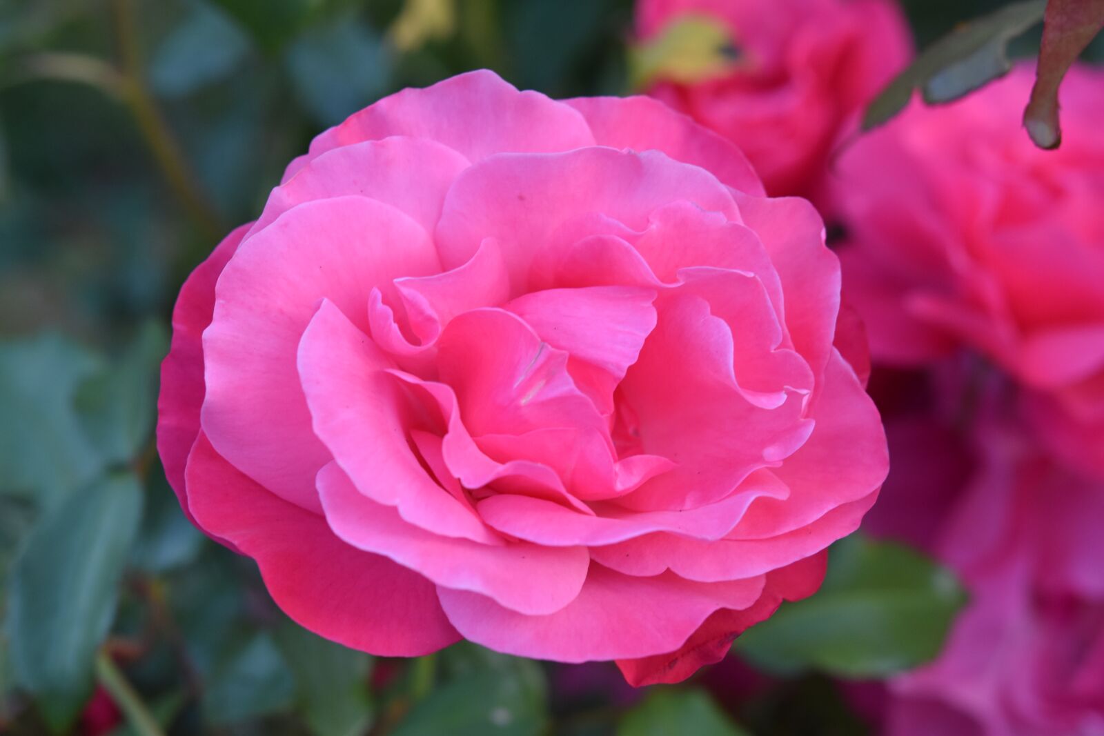 Nikon D5600 sample photo. Flower, pink, nature photography