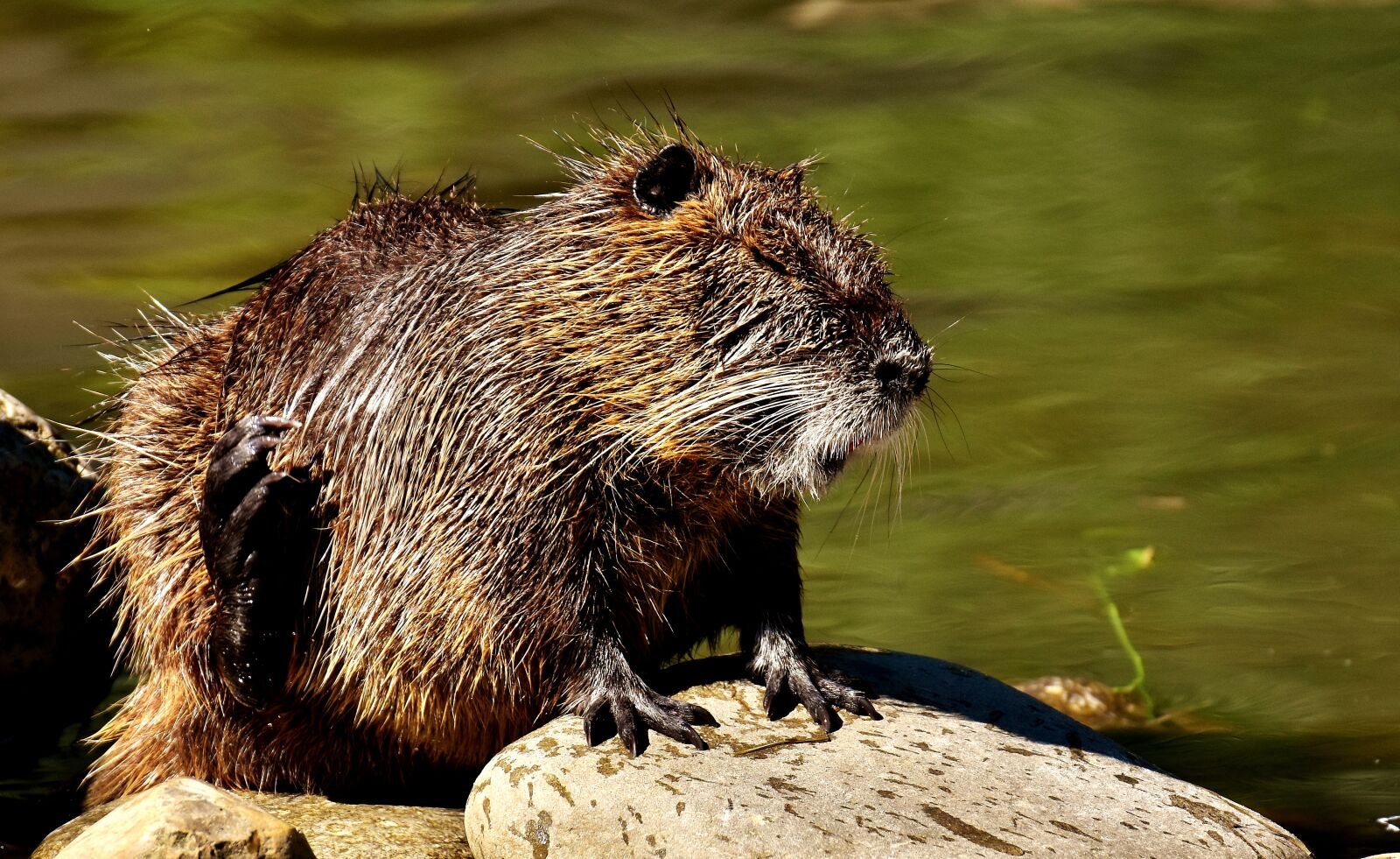 Nikon D7200 sample photo. Nutria, water rat, water photography