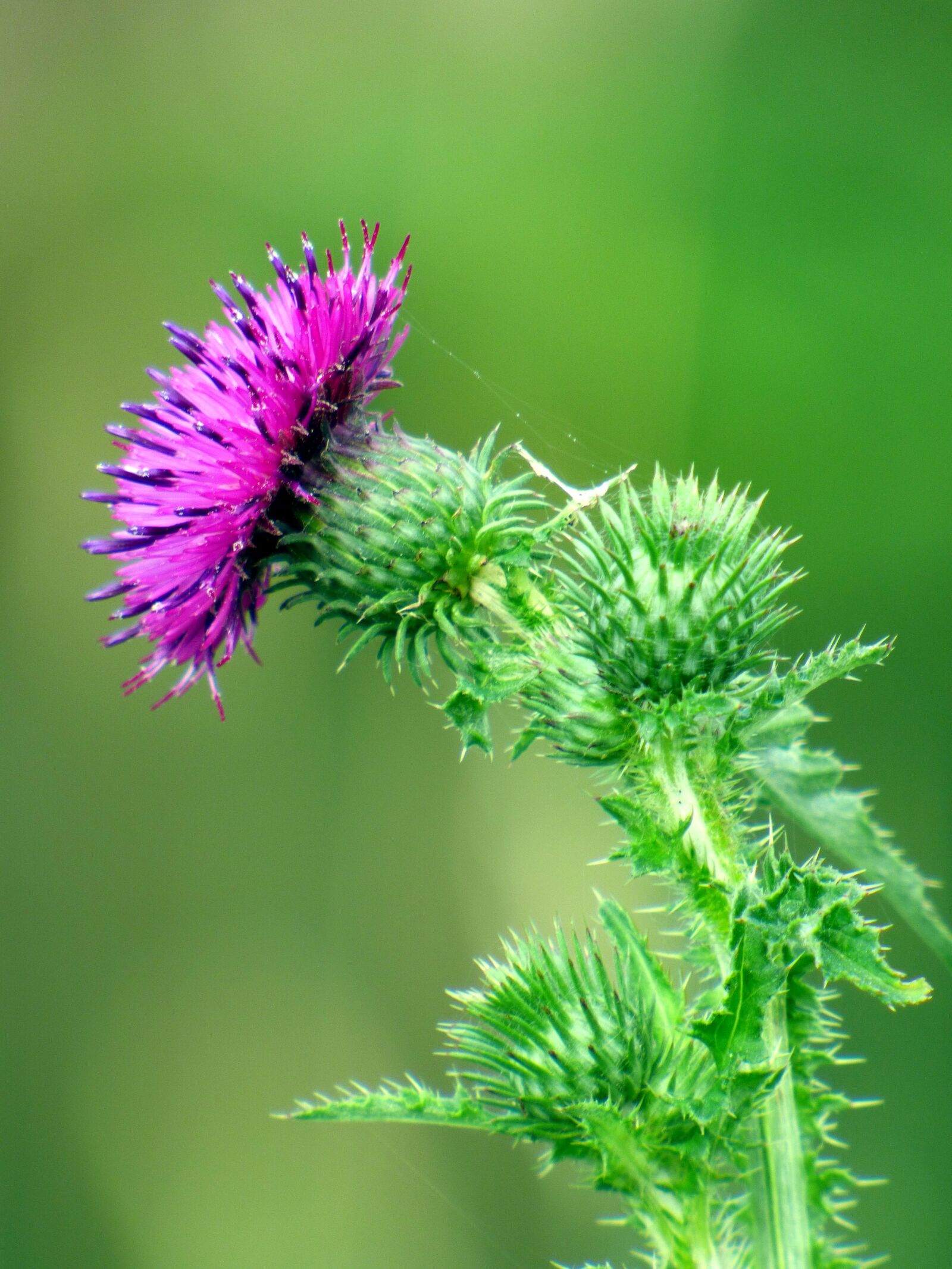 Panasonic DMC-FZ72 sample photo. Flower, thistle, nature photography