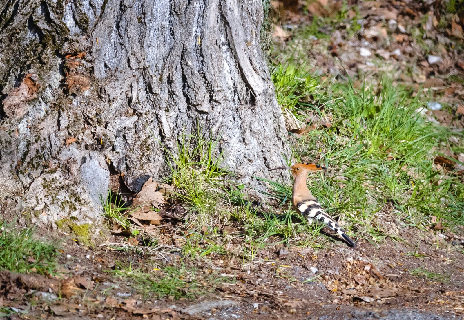 Nikon D7000 sample photo. Bird, nature, spring photography