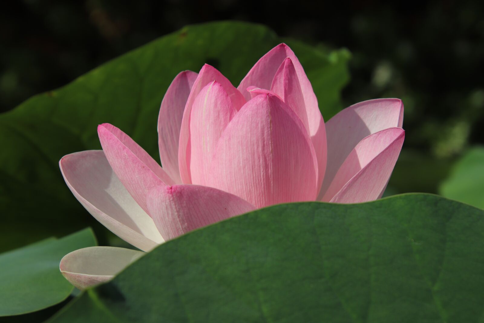 Canon EOS 800D (EOS Rebel T7i / EOS Kiss X9i) sample photo. Lotus, lotus flower, lotus photography