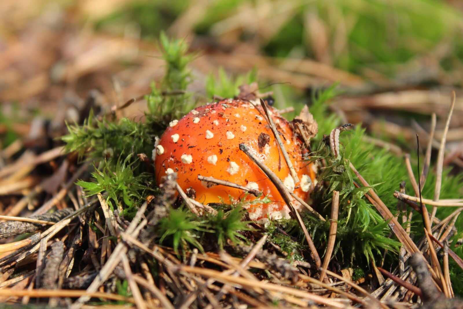 Canon EOS 1200D (EOS Rebel T5 / EOS Kiss X70 / EOS Hi) sample photo. Mushrooms, forest, amanita photography