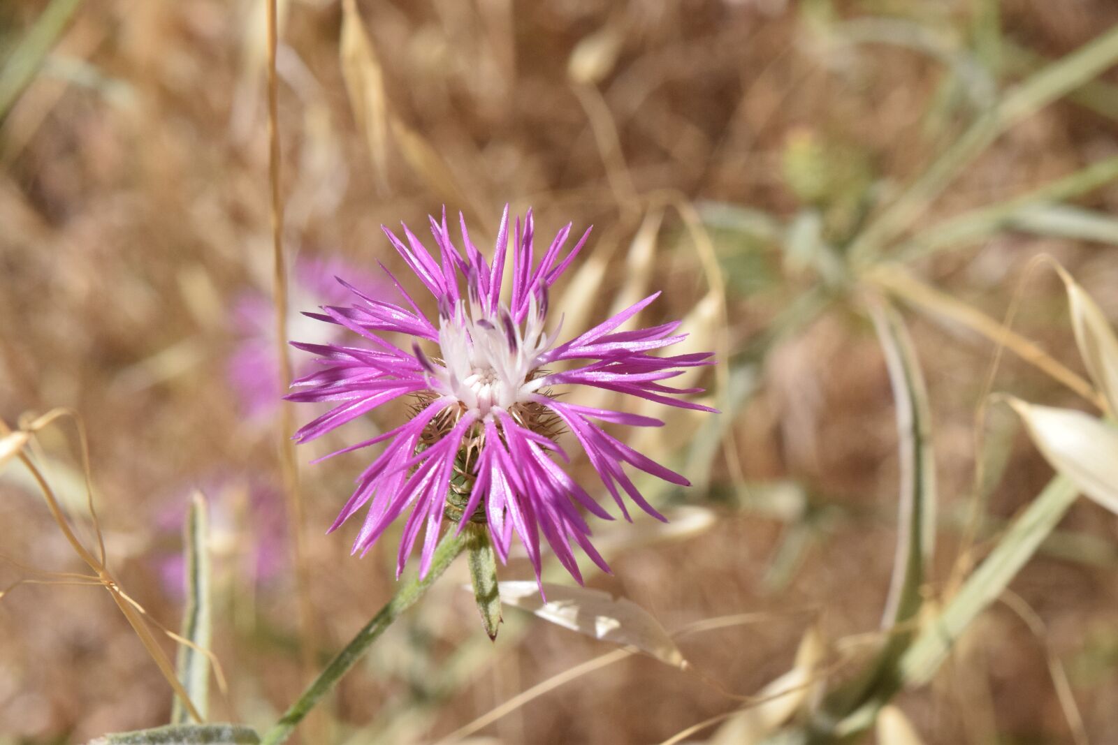 Nikon D3300 sample photo. Thistle, blossom, bloom photography