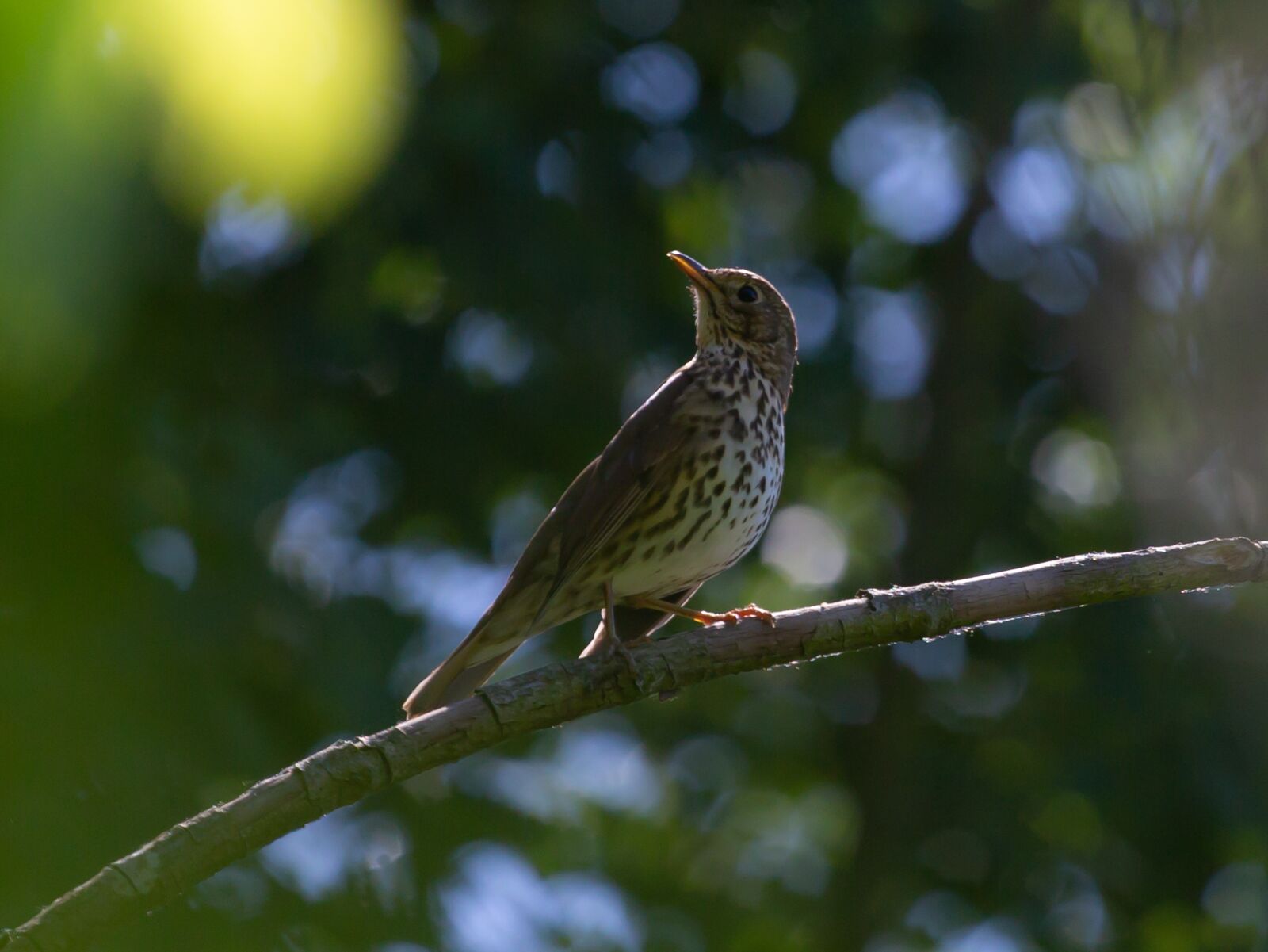 Canon EF 70-200mm F4L USM sample photo. Song thrush, thrush, songbird photography