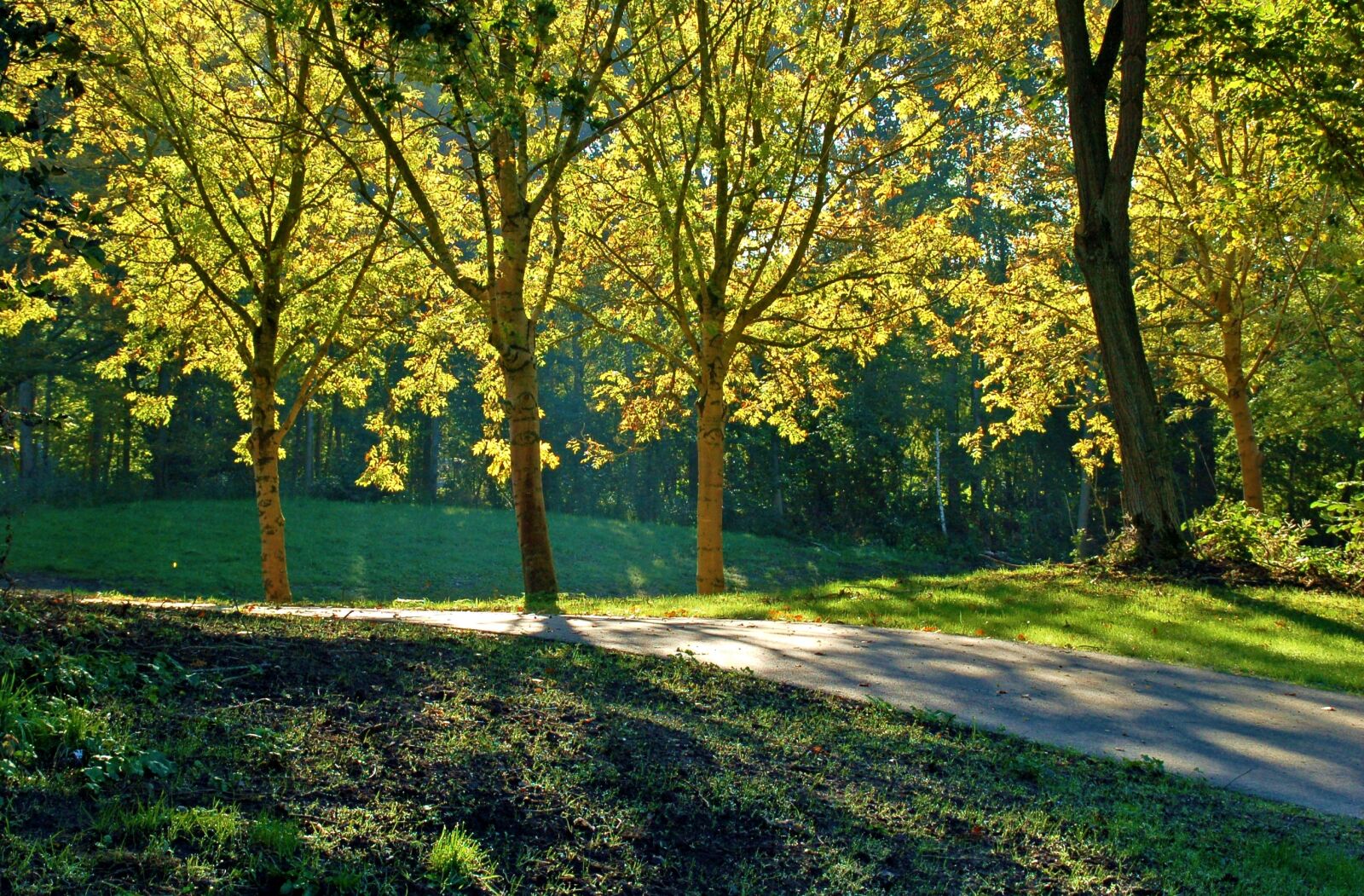 Nikon D50 sample photo. Summer, trees, sun photography