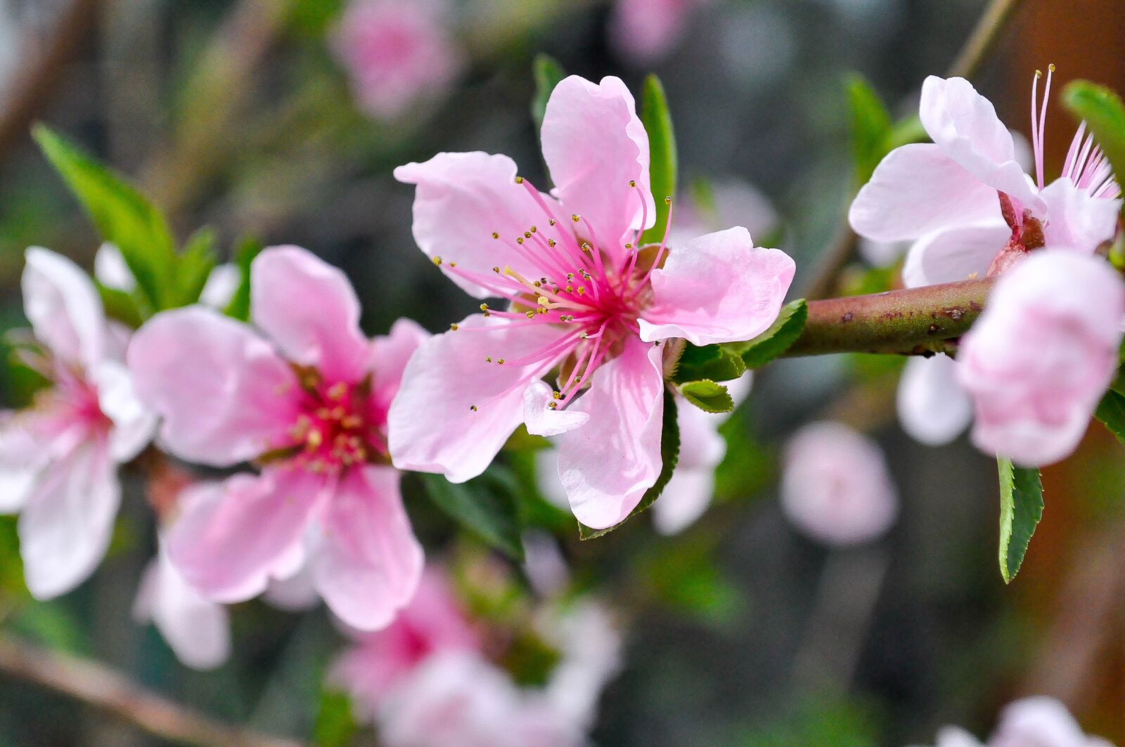 Nikon D90 sample photo. Spring, flowers, nature photography
