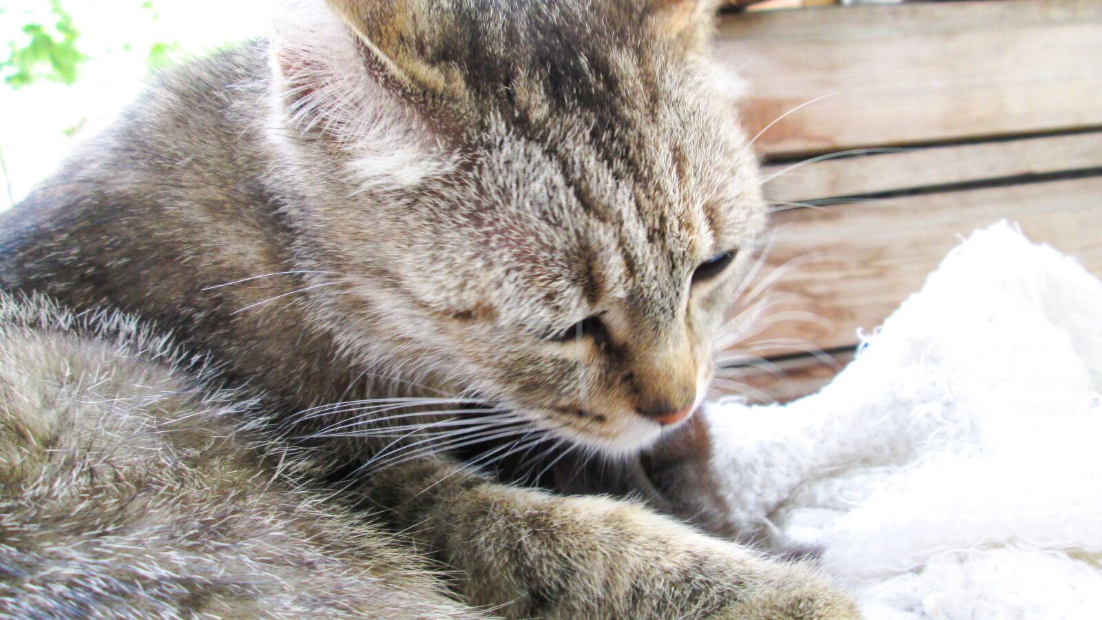 Canon PowerShot A810 sample photo. Cat, retro, artistic photography