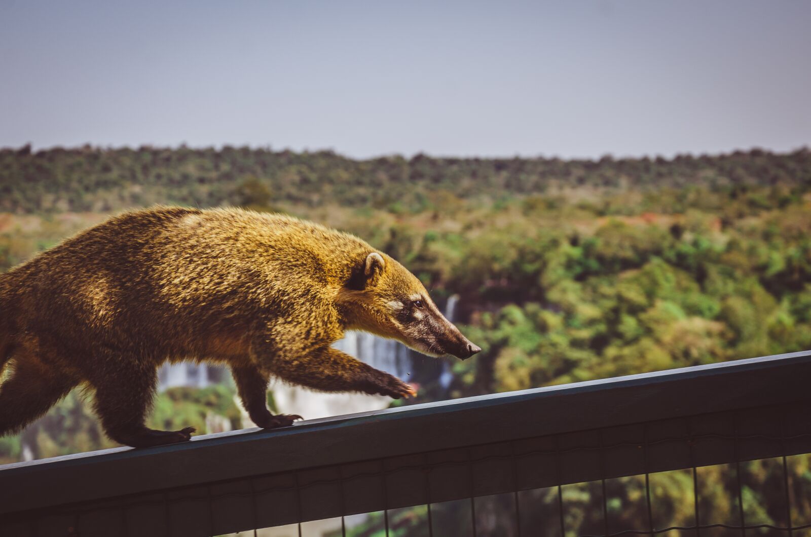 Nikon D7000 sample photo. Waterfall, coati, cataracts photography