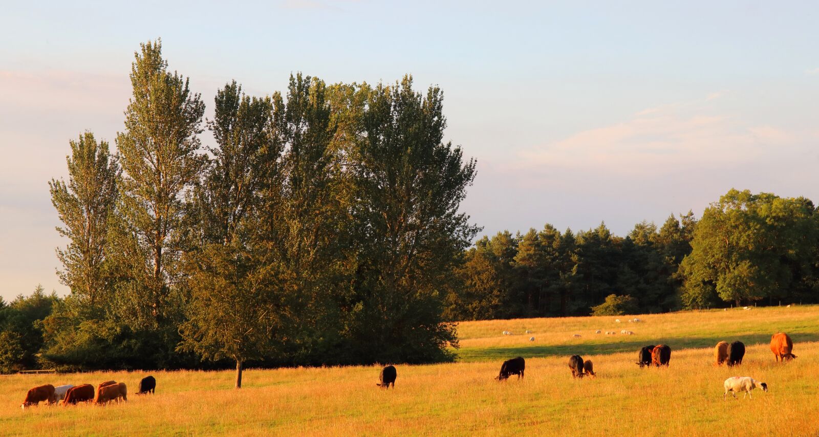 Canon EOS 80D sample photo. Pasture, meadow, cows photography