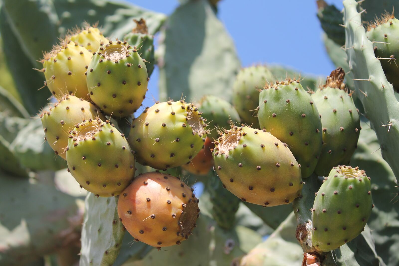 Canon EOS 1100D (EOS Rebel T3 / EOS Kiss X50) sample photo. Prickly pear, cactus, prickly photography