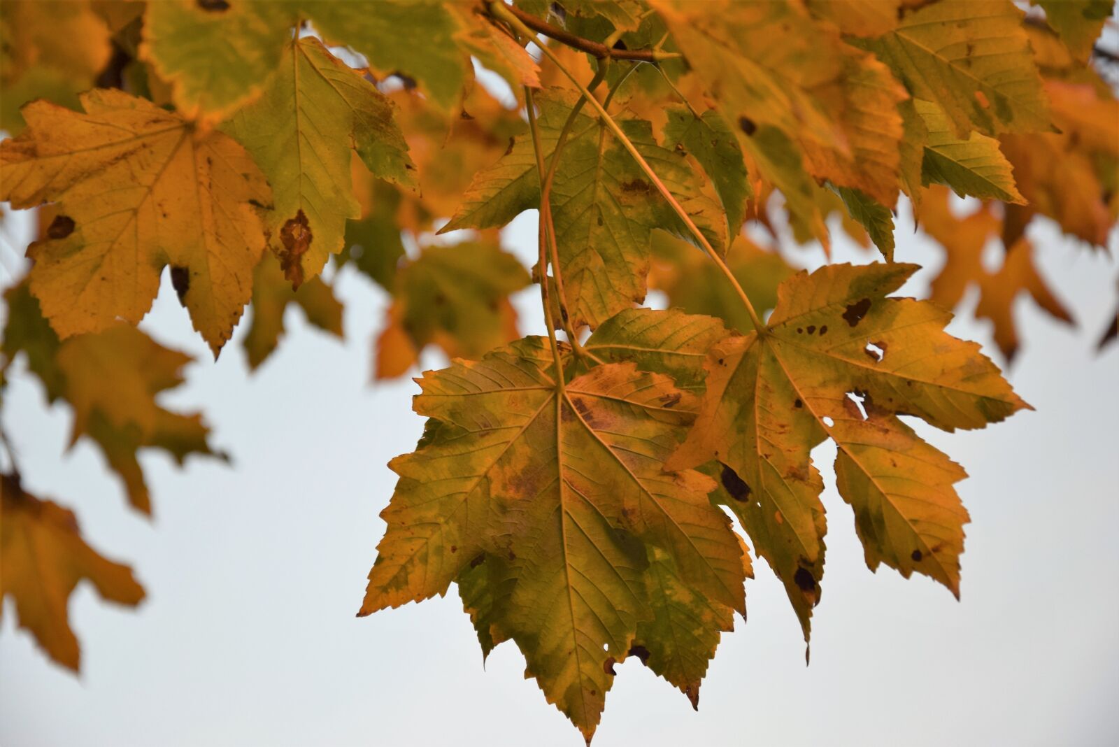 Nikon D5300 sample photo. Foliage, autumn, season photography
