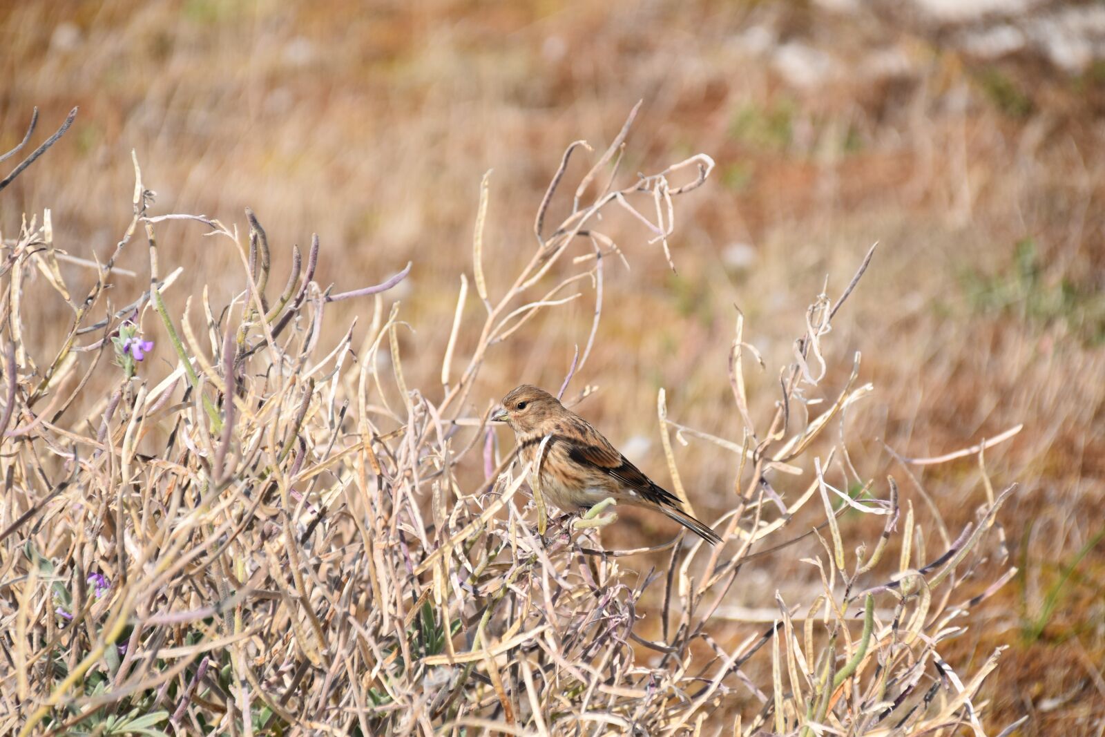 Nikon D5600 sample photo. Bird, young bird, branch photography
