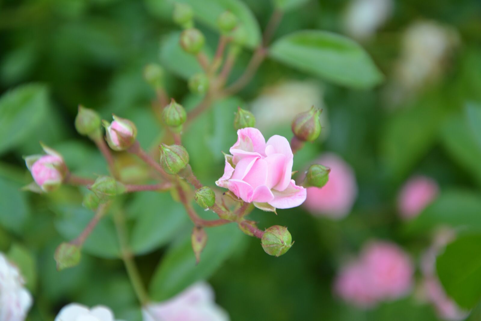 Nikon D5200 sample photo. Rose bud, rosebush, pink photography