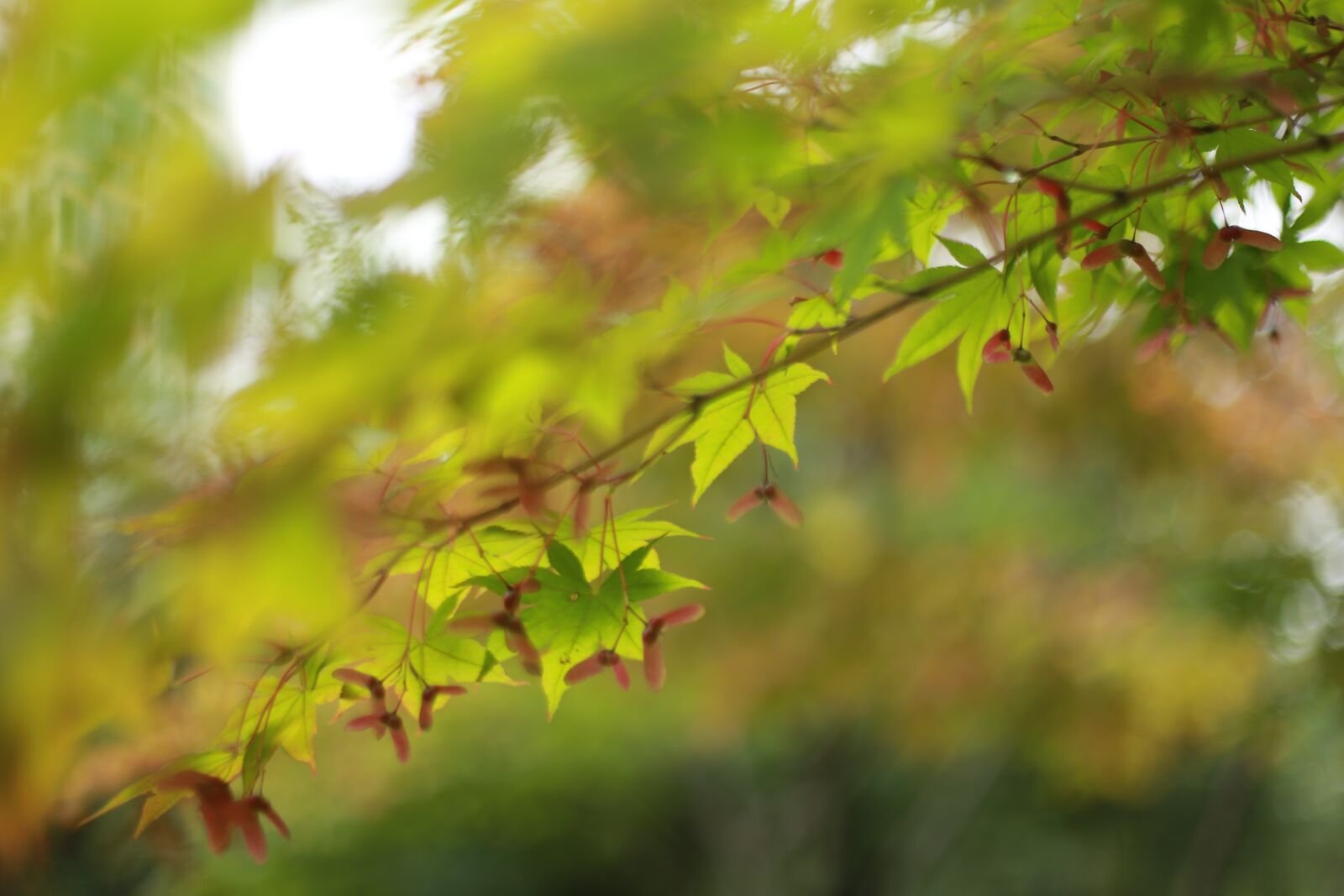 Canon EOS 6D + Canon EF 50mm F1.4 USM sample photo. Autumn leaves, maple leaf photography