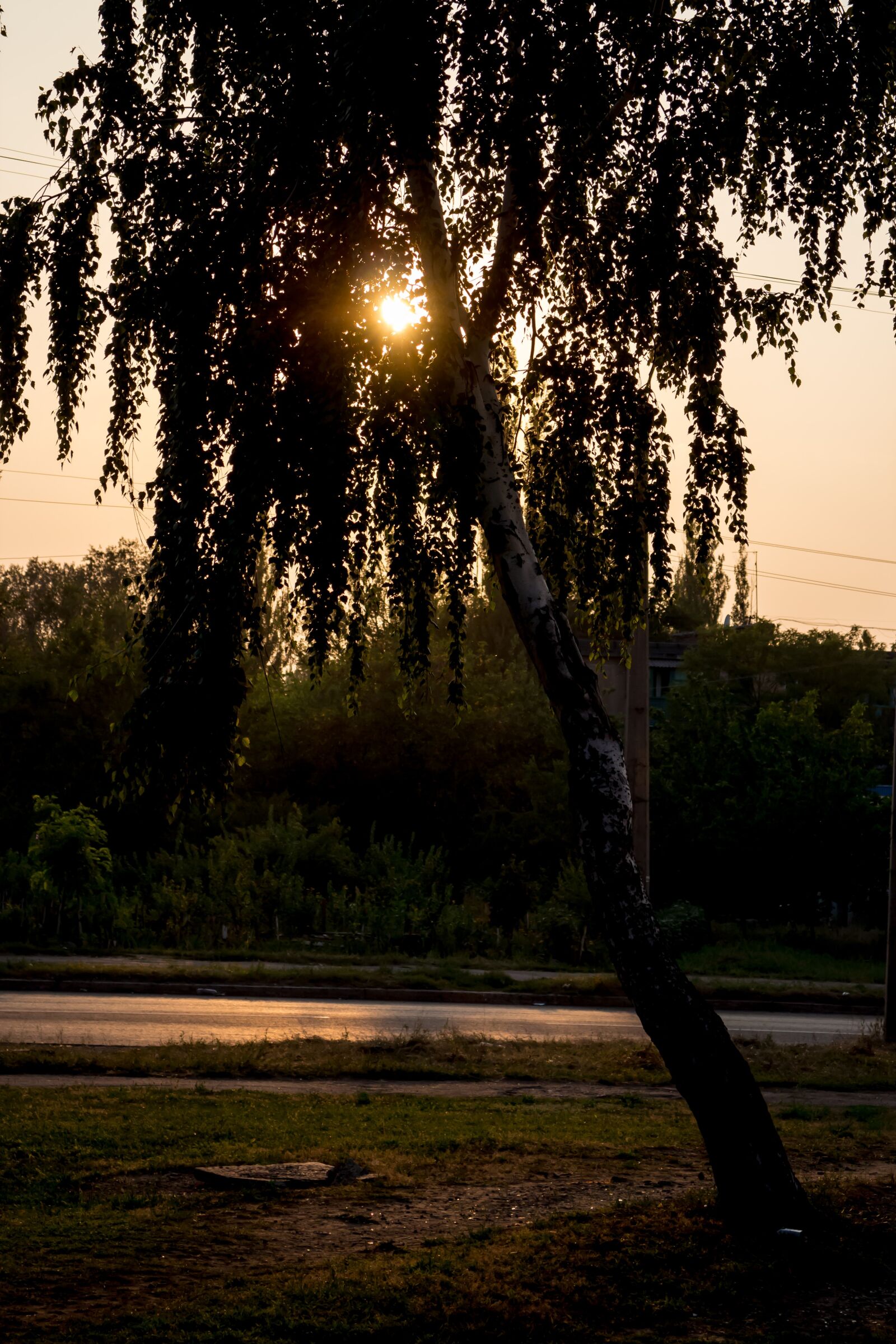 Canon EOS M + Canon EF-M 18-55mm F3.5-5.6 IS STM sample photo. Birch, sunset, evening photography