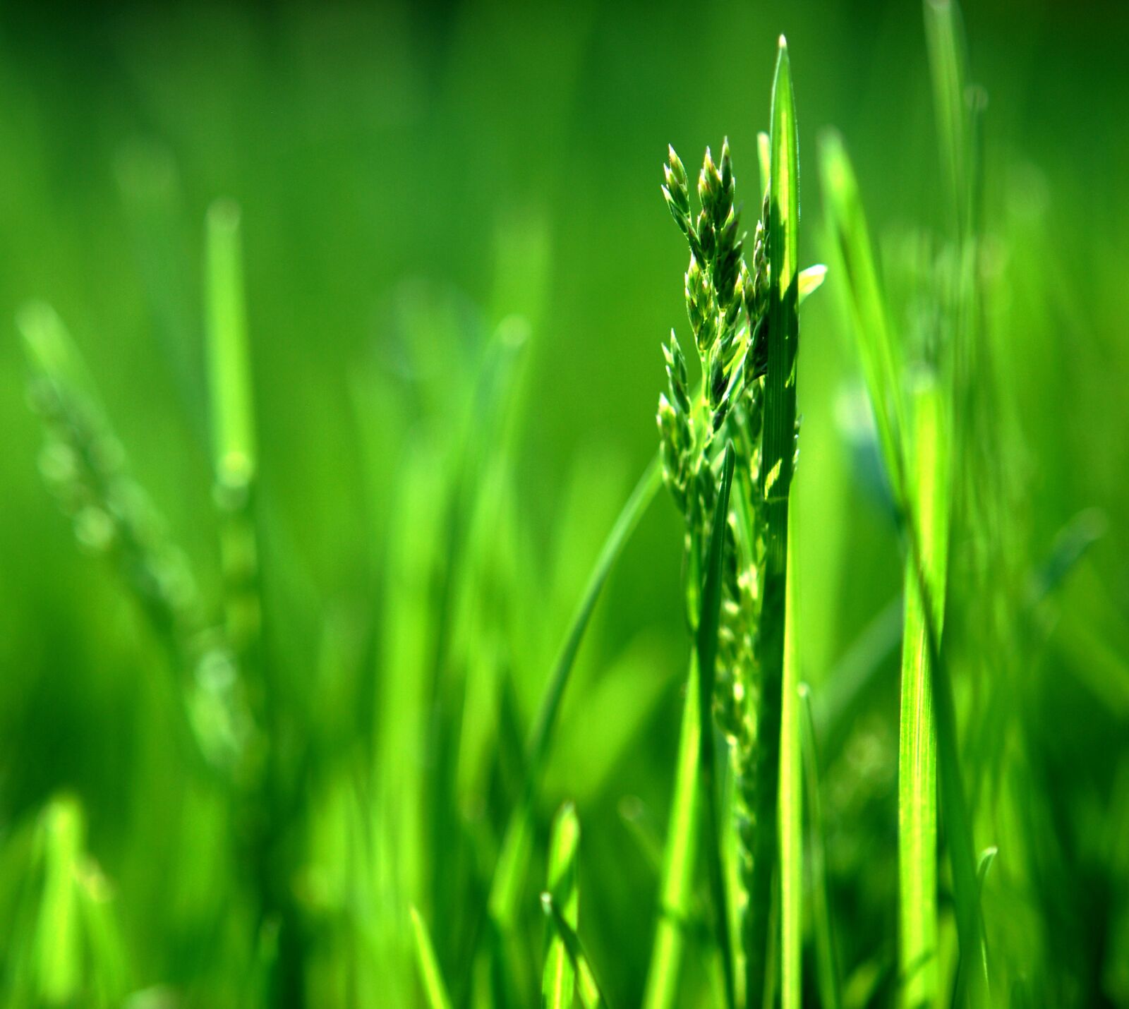 Nikon D60 sample photo. Green, nature, grass photography