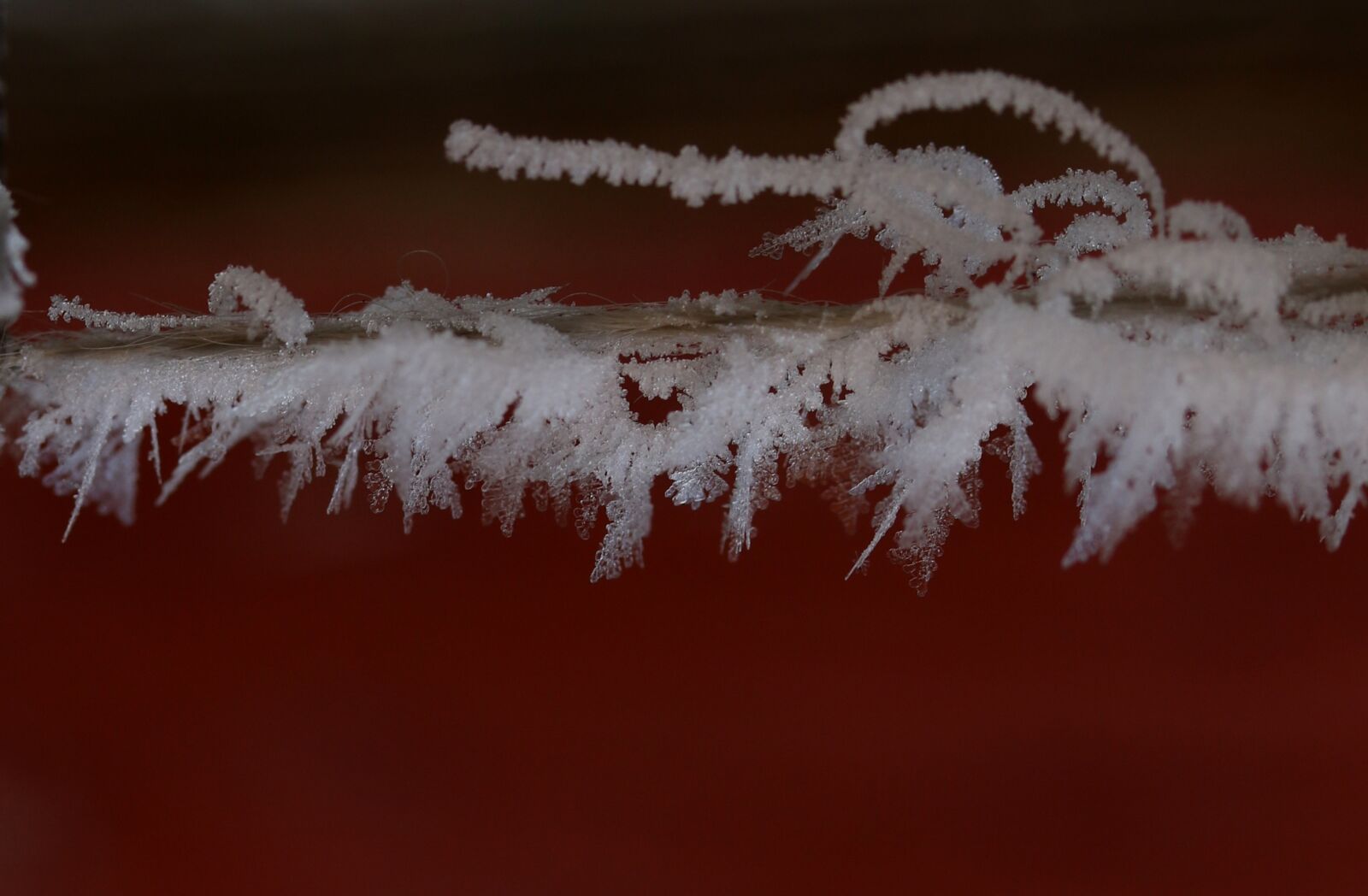 Canon EF-S 60mm F2.8 Macro USM sample photo. Frozen, snow, winter photography