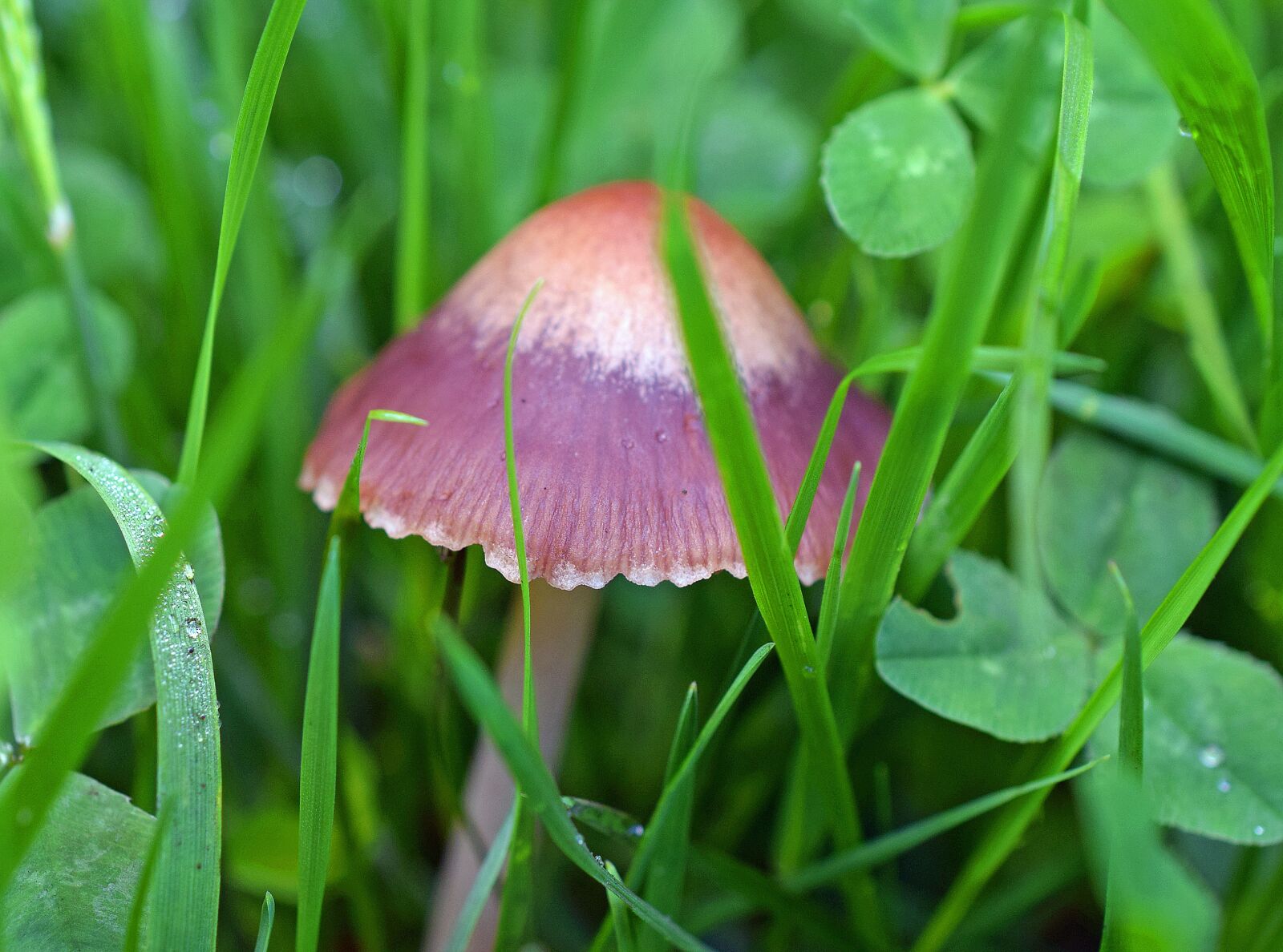Nikon D3300 sample photo. Mushrooms, spring, green photography