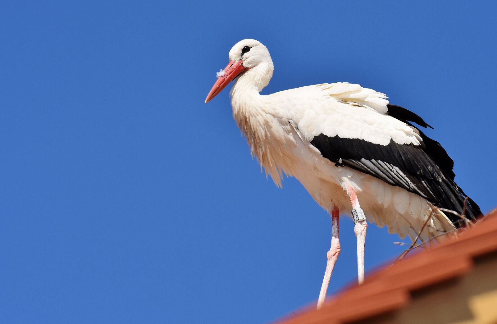 Nikon D7200 sample photo. Stork, flying, bird photography