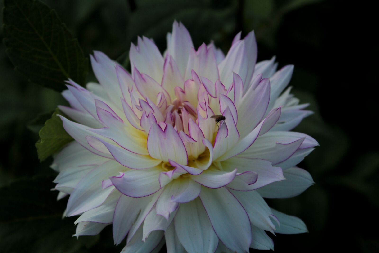 Canon EOS 600D (Rebel EOS T3i / EOS Kiss X5) sample photo. Dahlia, summer, fly photography