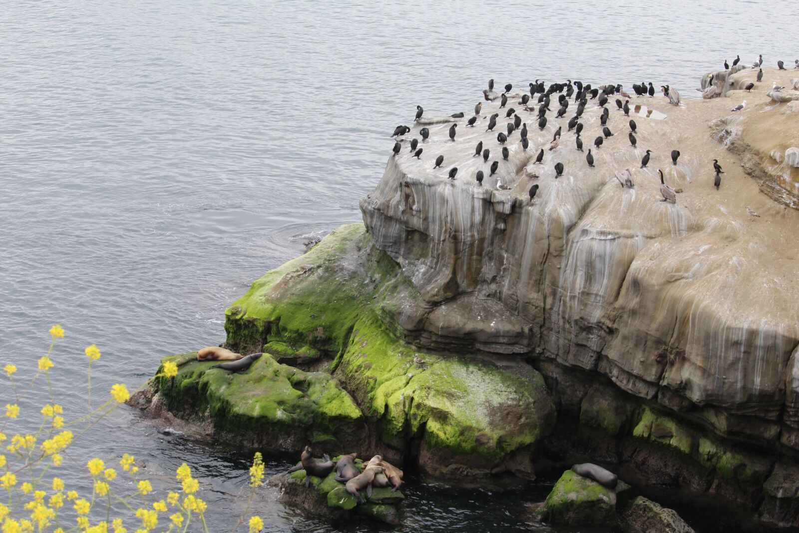 Canon EOS 1200D (EOS Rebel T5 / EOS Kiss X70 / EOS Hi) sample photo. California, sea lion, la photography