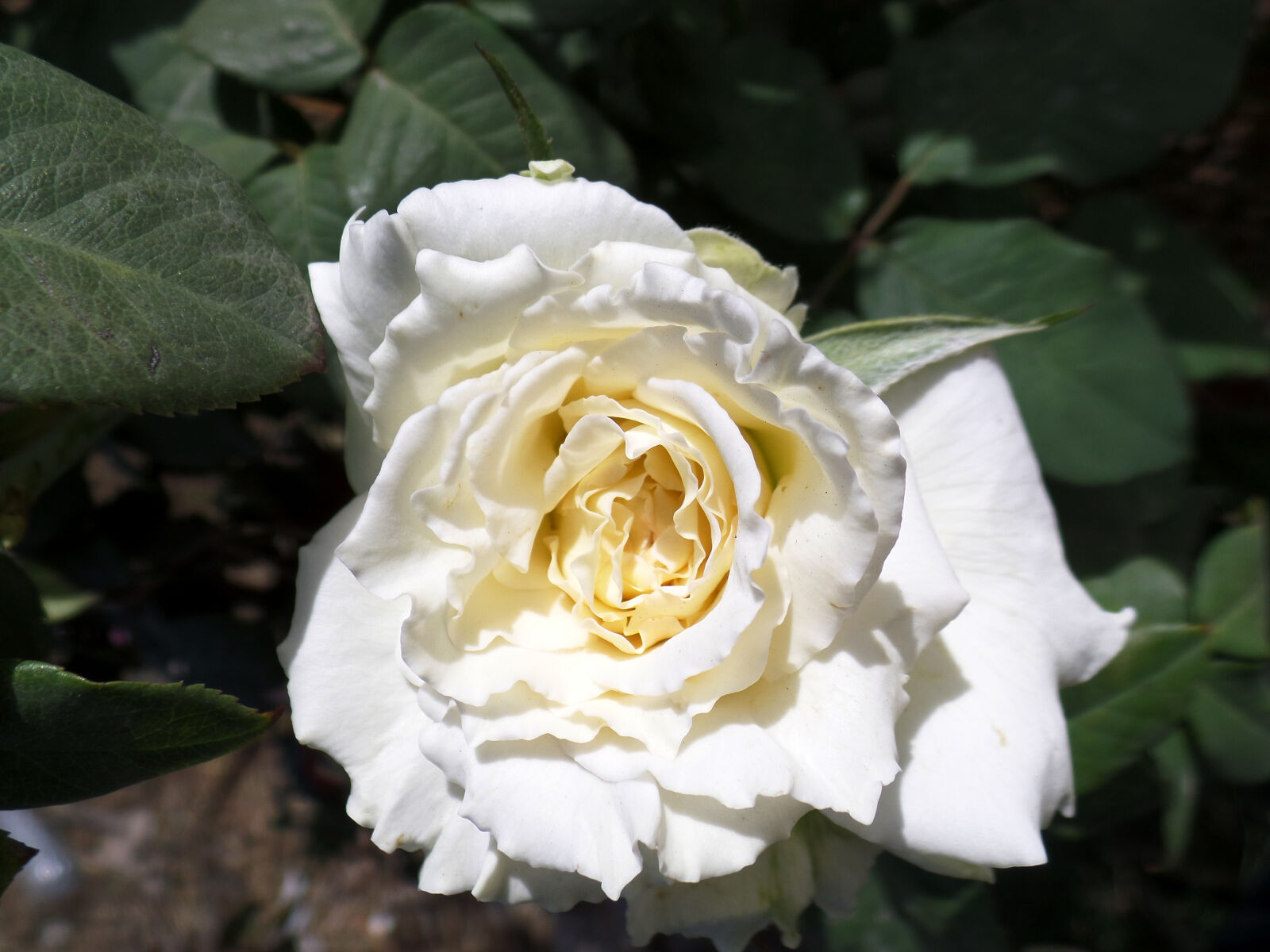 Samsung WB800F sample photo. Beautiful, flower, beautiful, rose photography