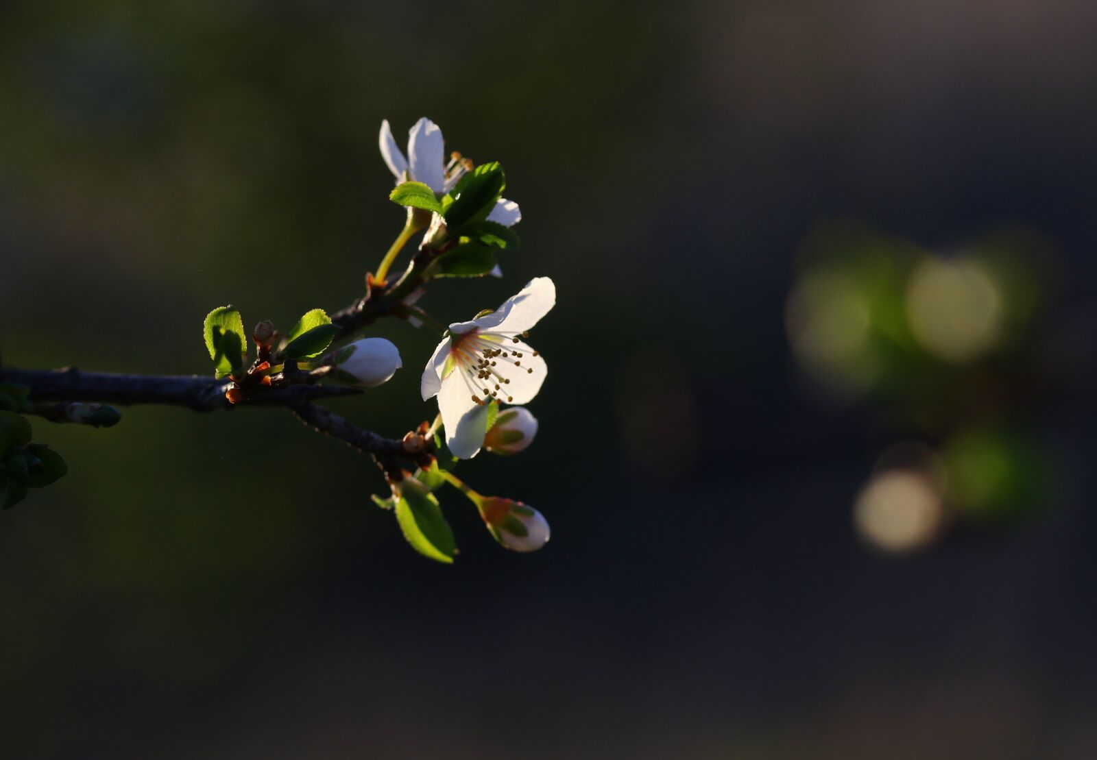 Canon EF-S 60mm F2.8 Macro USM sample photo. Flowers, branch, white photography