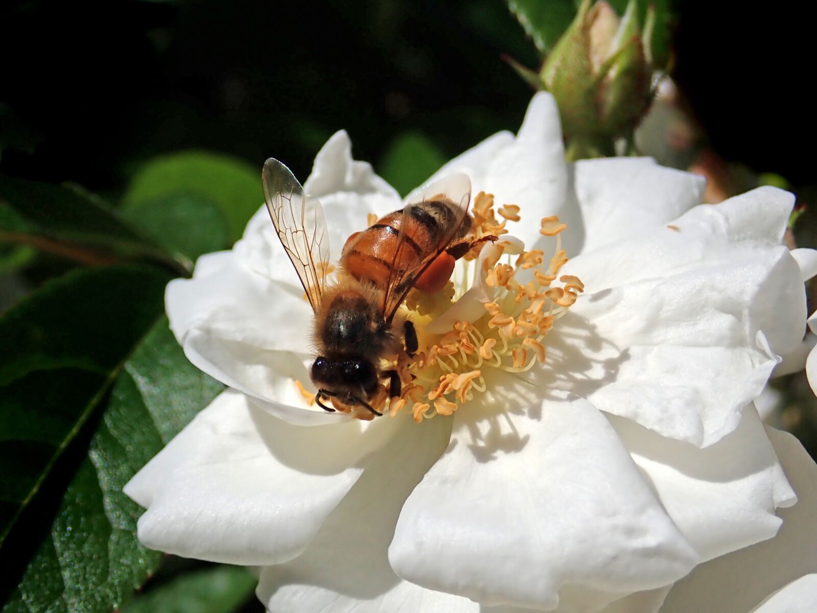 Olympus TG-5 sample photo. Bee, insect, pollen photography