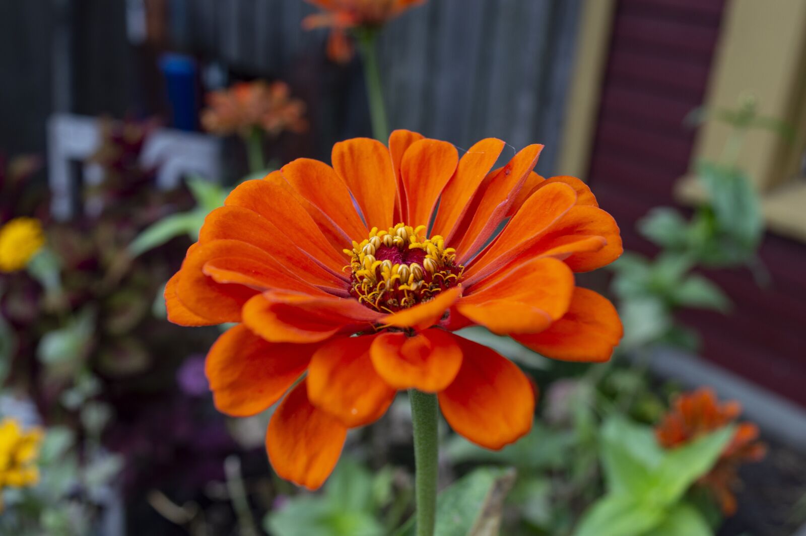 Nikon D3200 sample photo. Xenia, fall flower, flowers photography