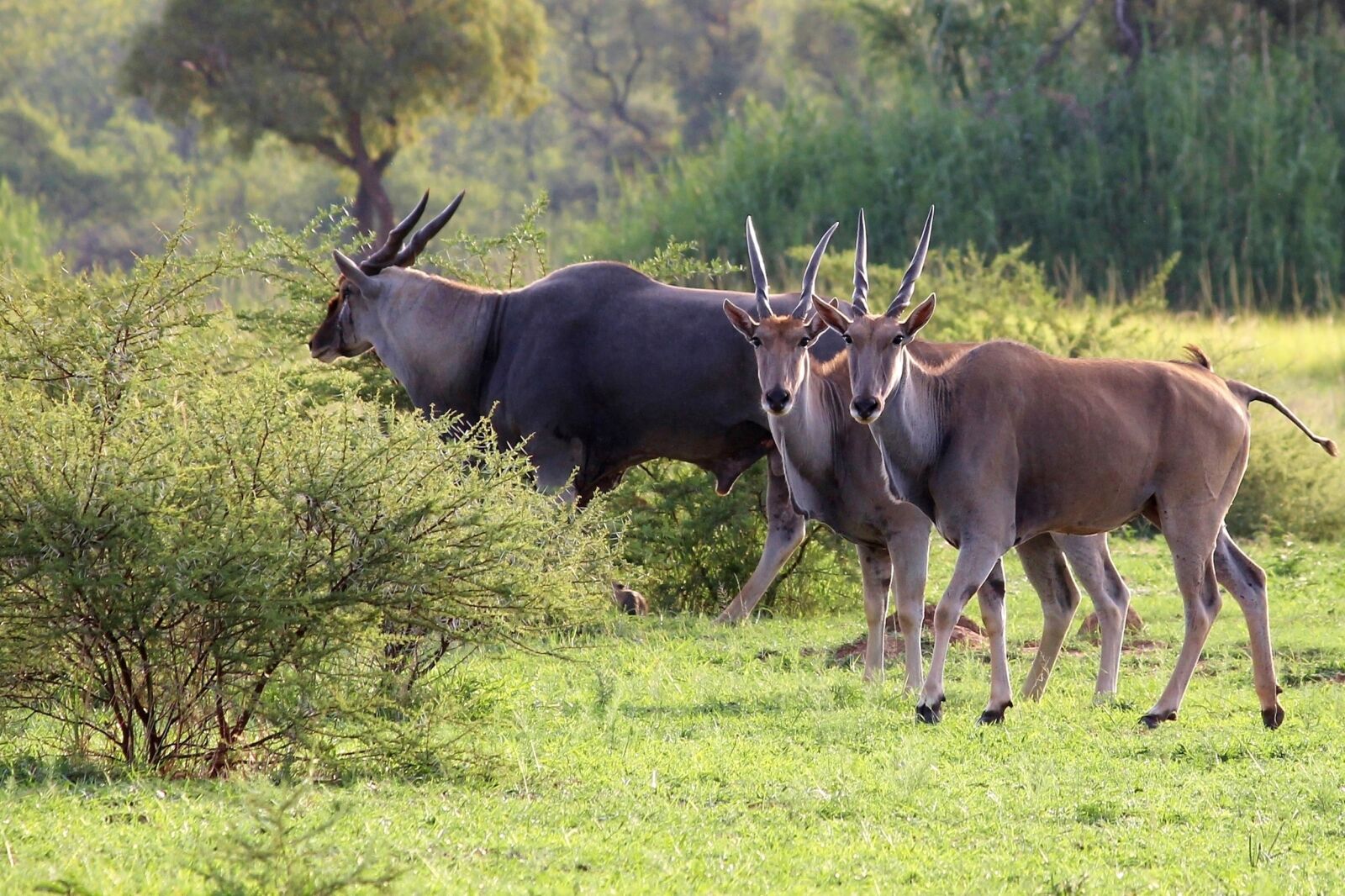 Canon EOS 1100D (EOS Rebel T3 / EOS Kiss X50) sample photo. Eland, male, female photography