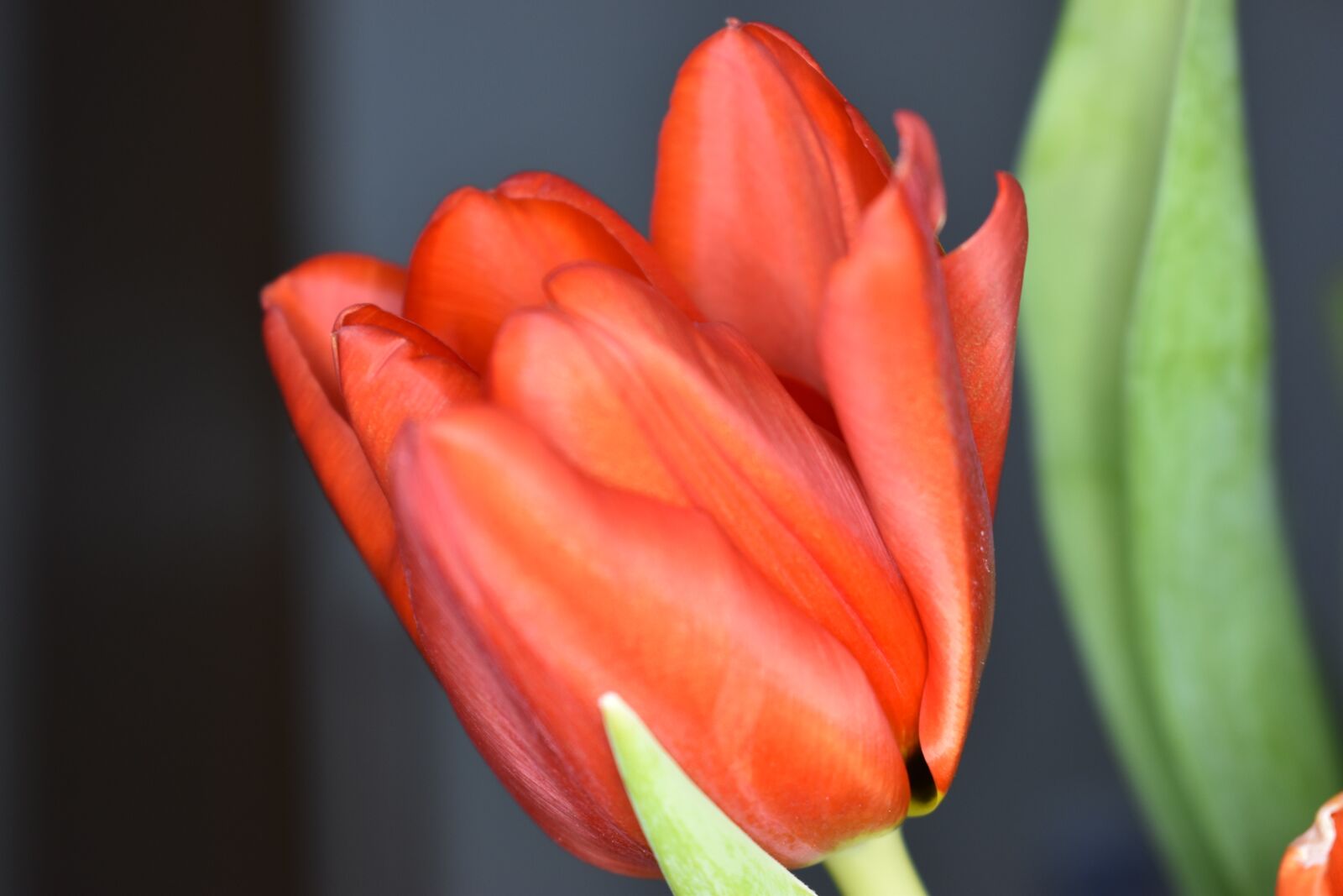 Nikon D5600 sample photo. Tulip, flower, flowers photography