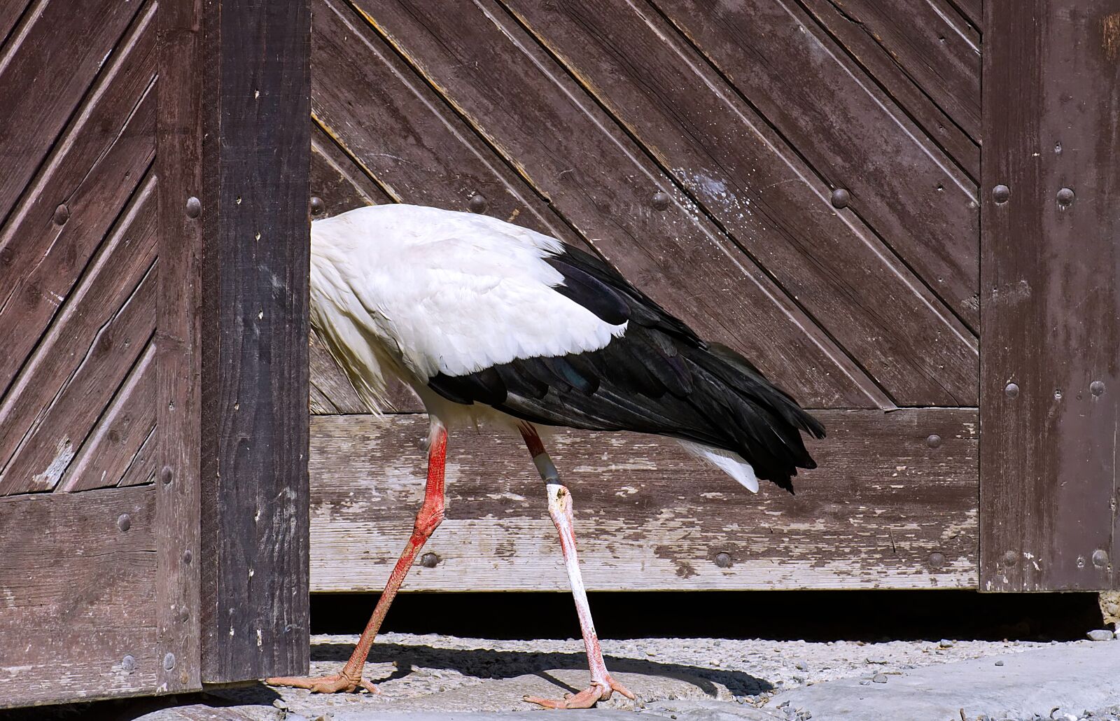 Nikon D7200 sample photo. Am gone, stork, wing photography