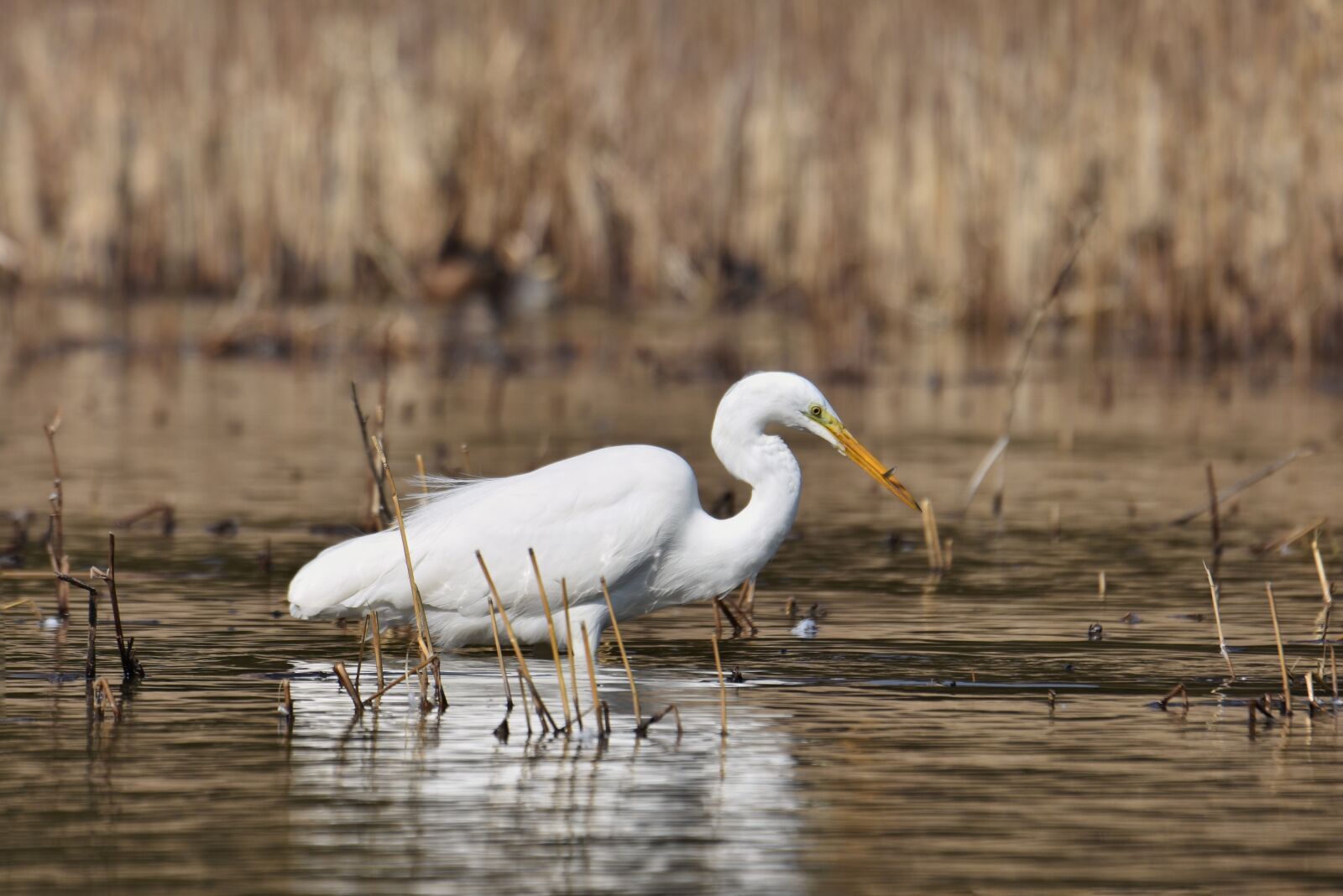 Nikon D7200 sample photo. Animal, lake, waterside photography