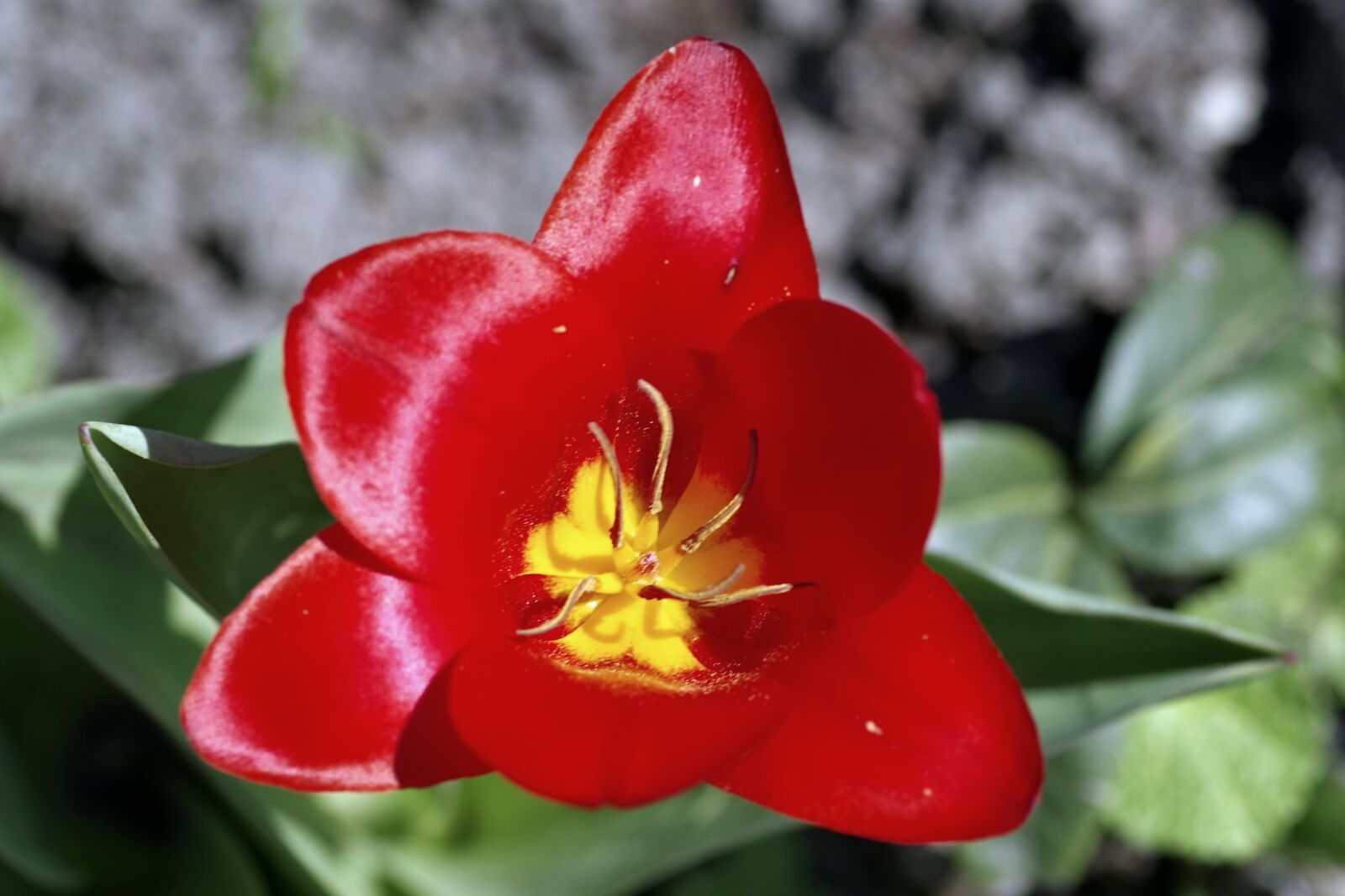 Pentax K-S2 sample photo. Tulip, red, the interior photography