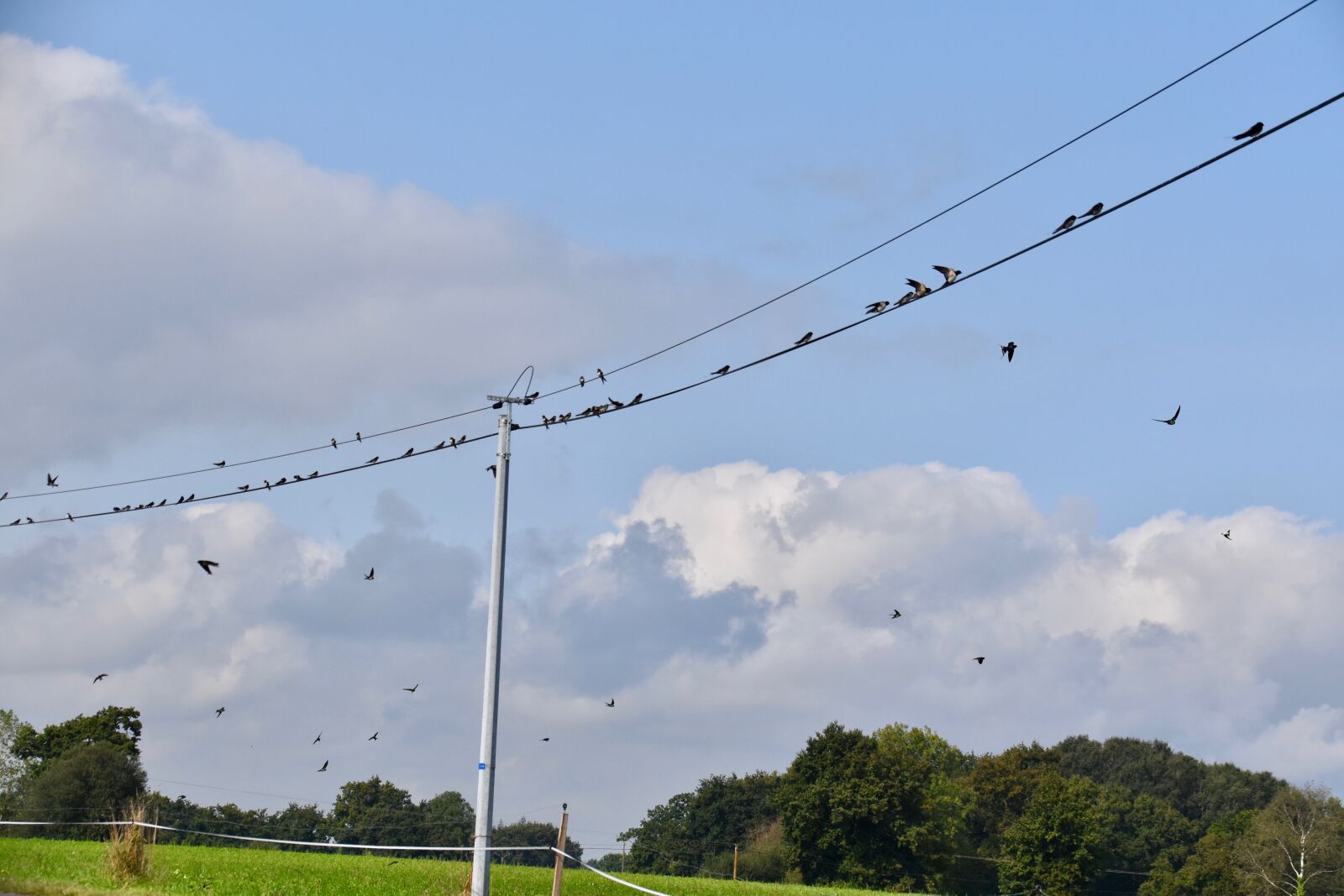 Nikon D5600 sample photo. Swallows, rally, migration photography