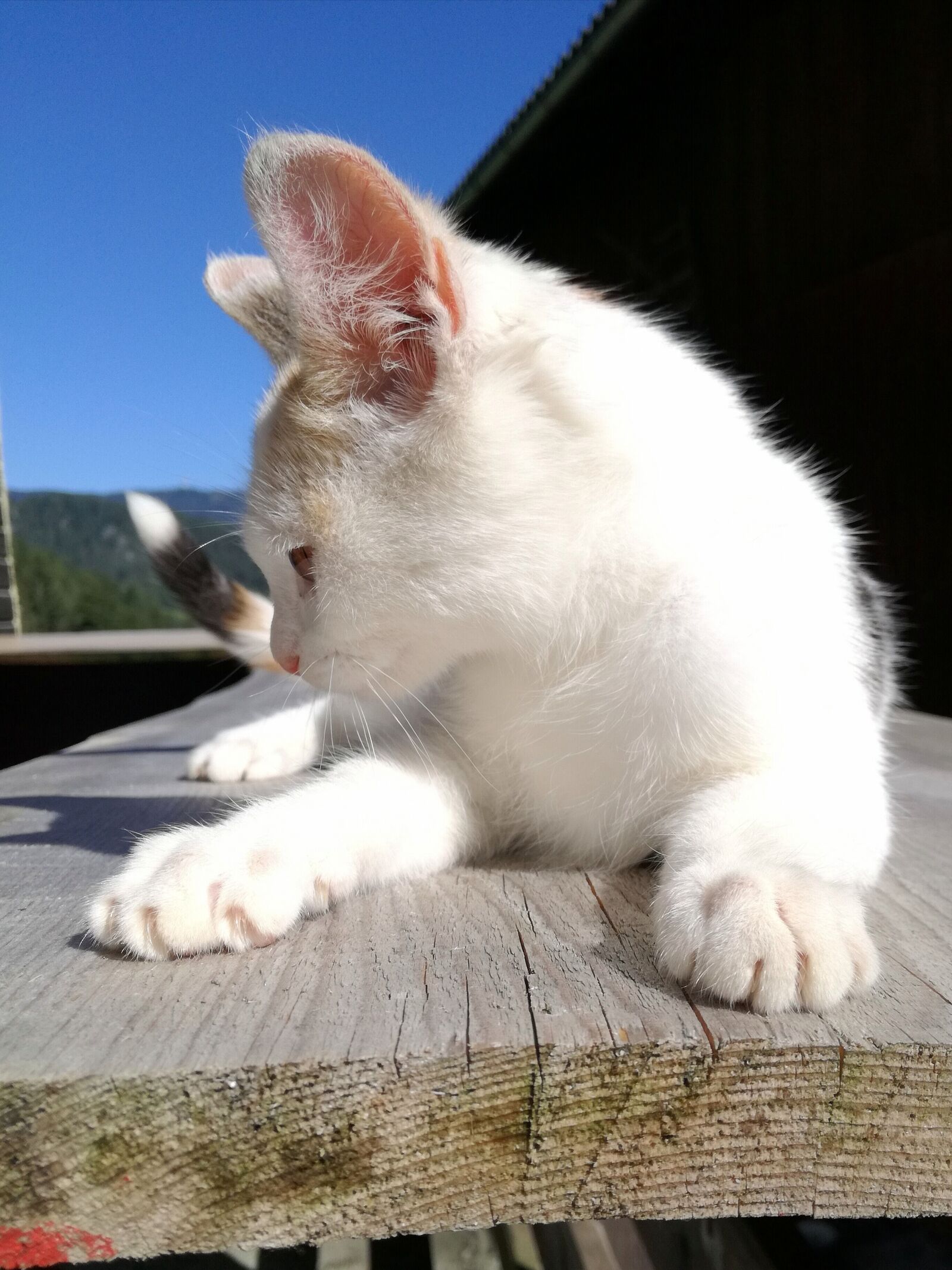 HUAWEI P9 LITE sample photo. Cat, young, profile photography