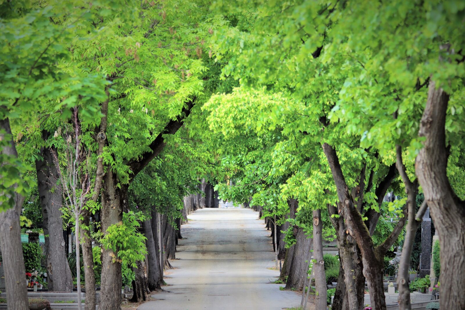 Canon EOS 200D (EOS Rebel SL2 / EOS Kiss X9) sample photo. Walking road, trees, spring photography