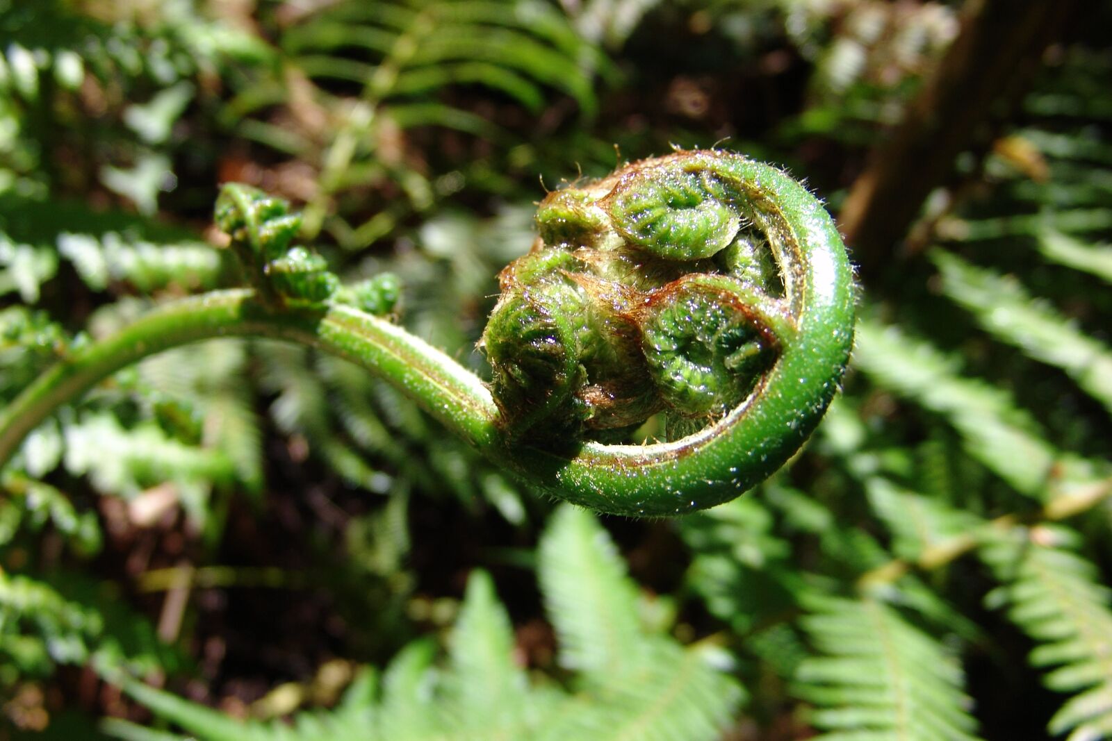 Sony DSC-F828 sample photo. Fern, plant, green photography