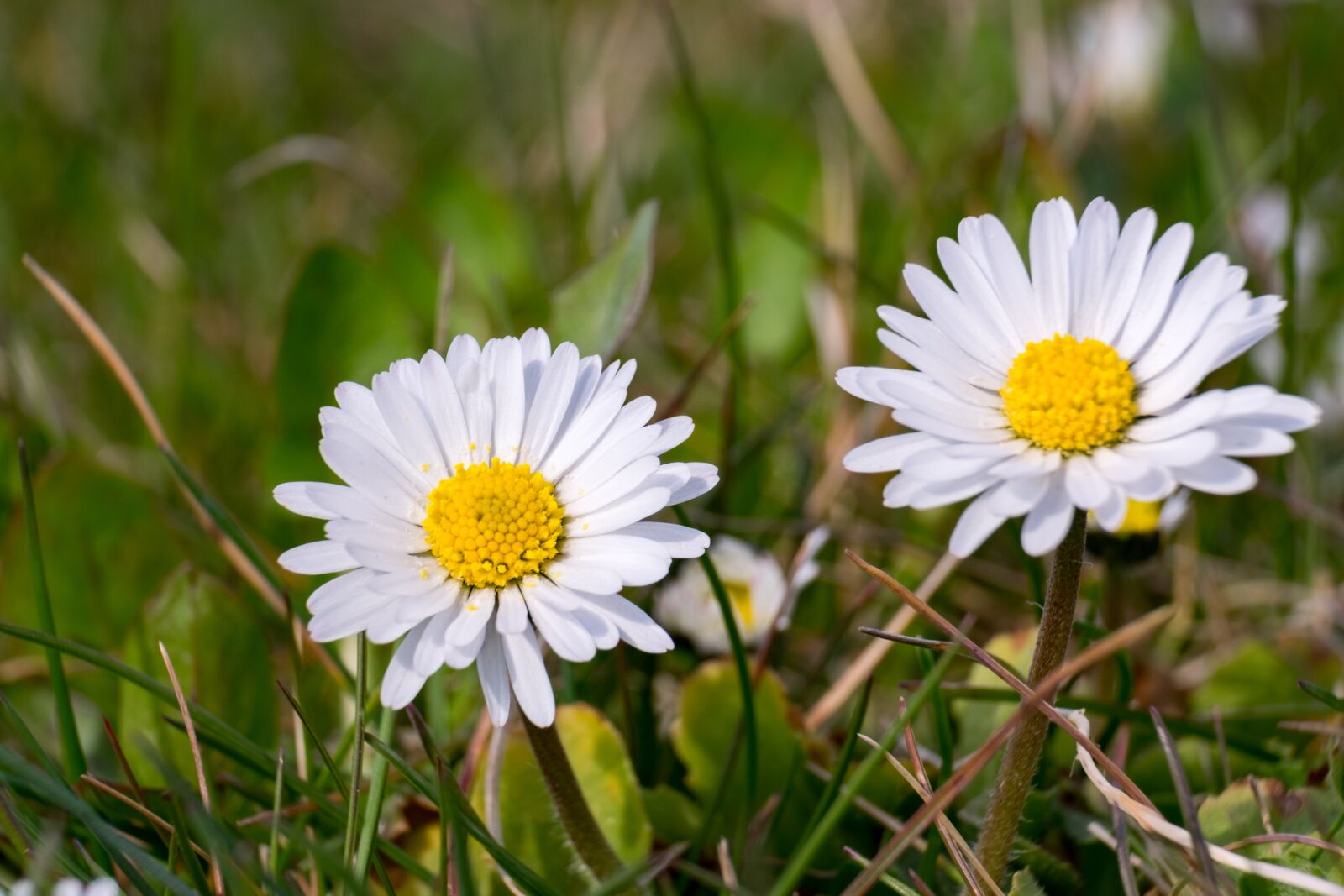 Fujifilm XF 55-200mm F3.5-4.8 R LM OIS sample photo. Flower, daisy, white photography