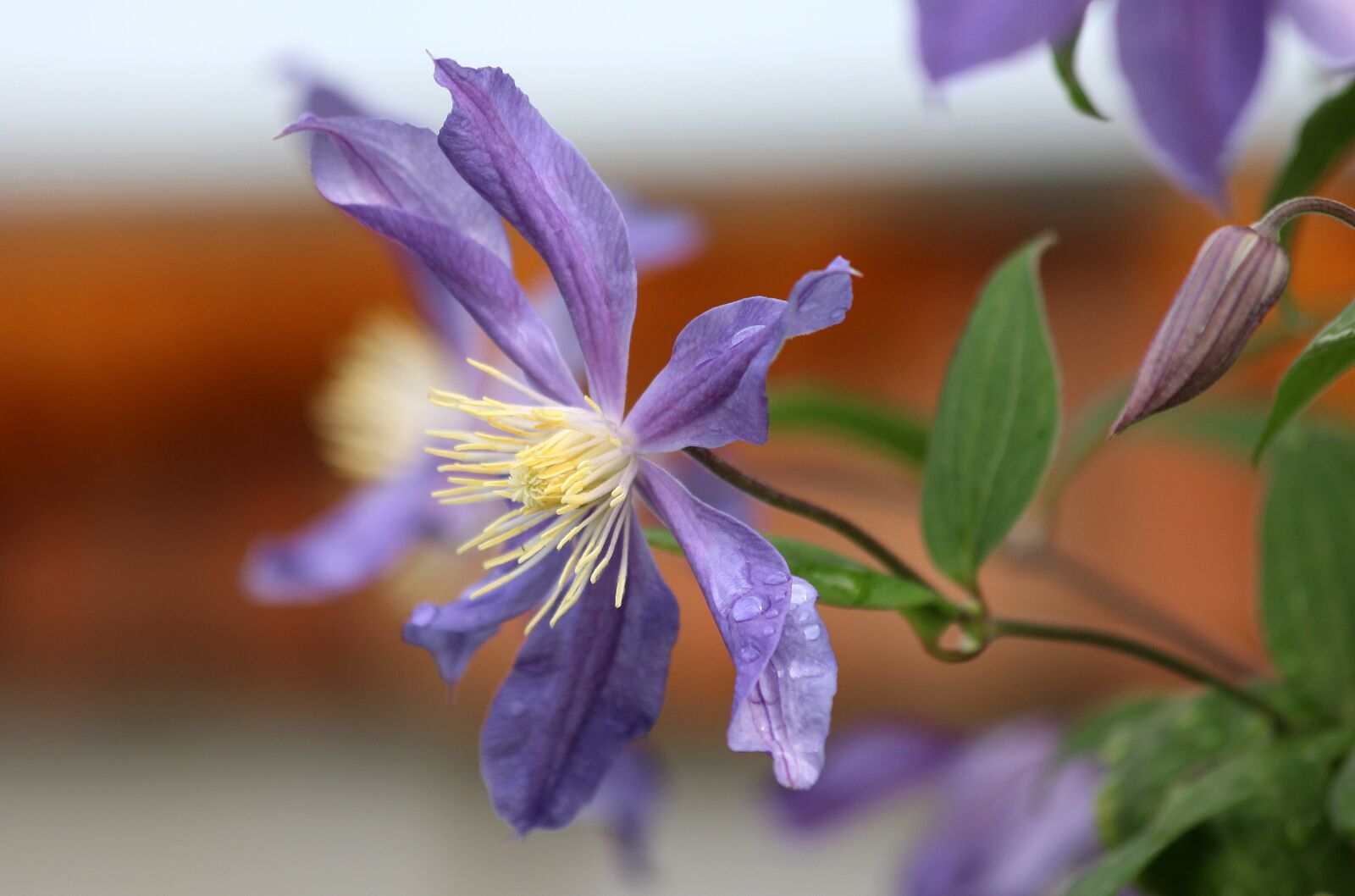 Canon EOS 650D (EOS Rebel T4i / EOS Kiss X6i) sample photo. Clematis, purple clematis, purple photography