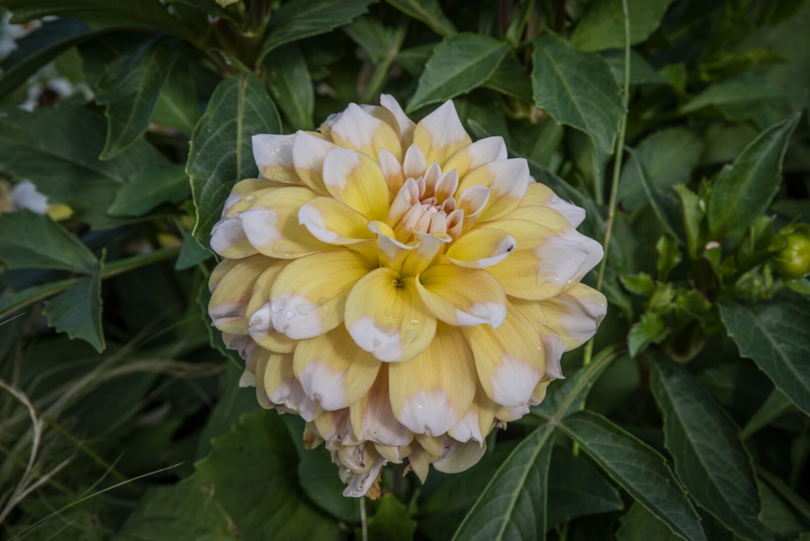 Pentax K-1 Mark II sample photo. Dahlia, flower, blossom photography