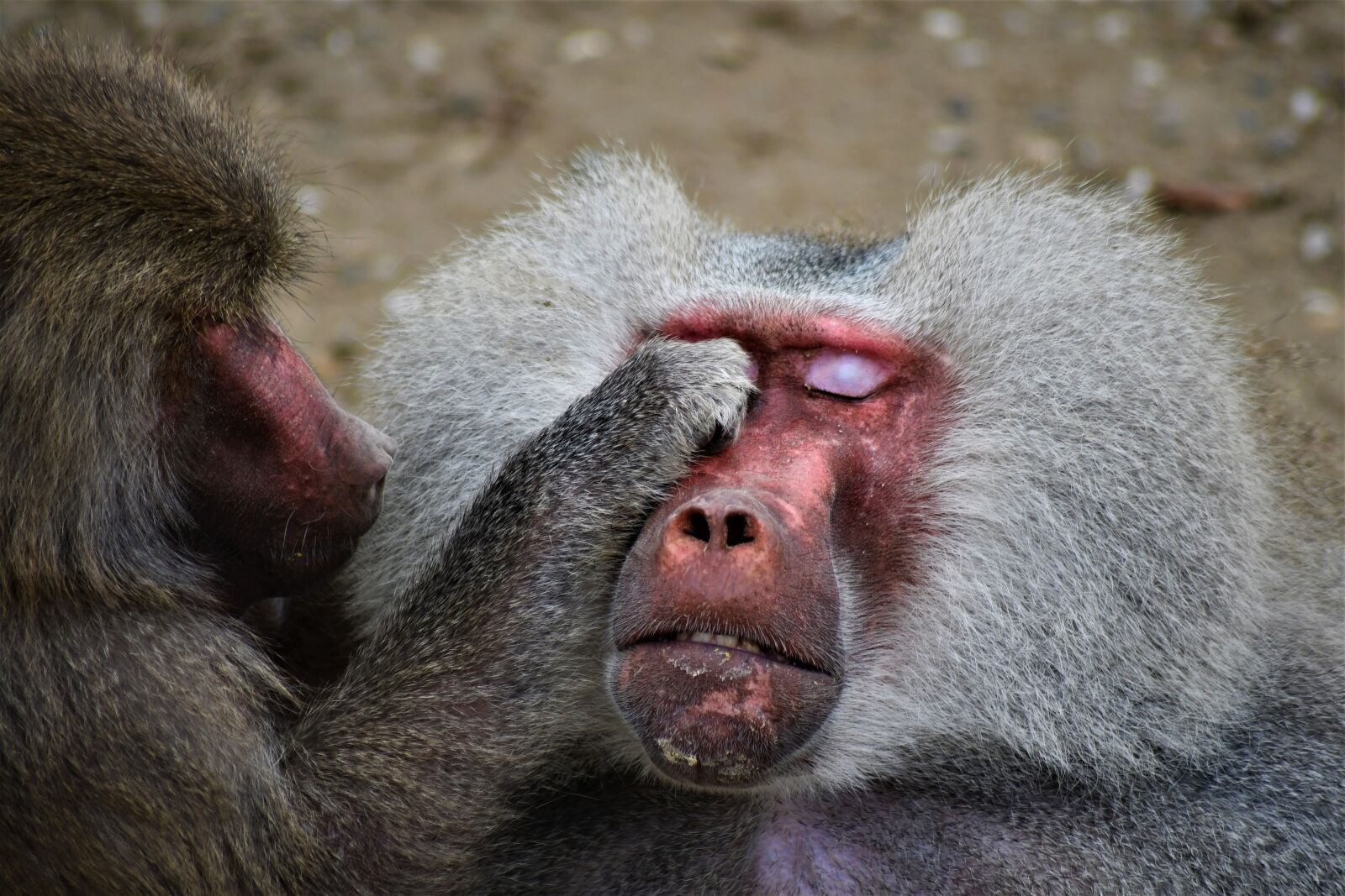 Nikon D7500 sample photo. Baboon, zoo, monkey photography