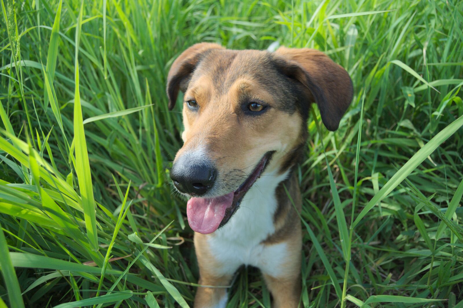 Nikon D5000 sample photo. Dog, meadow, summer photography