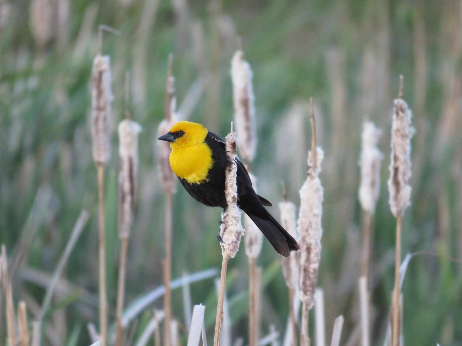 Canon PowerShot SX60 HS sample photo. Male yellow-headed blackbird, blackbird photography