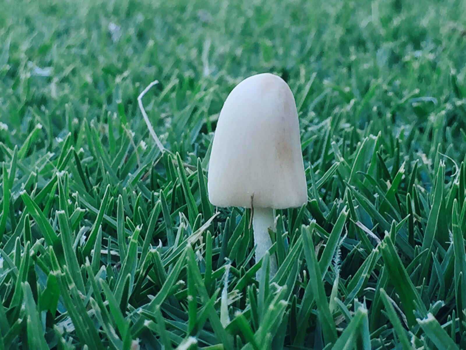 Apple iPhone 6 sample photo. Mushroom photography