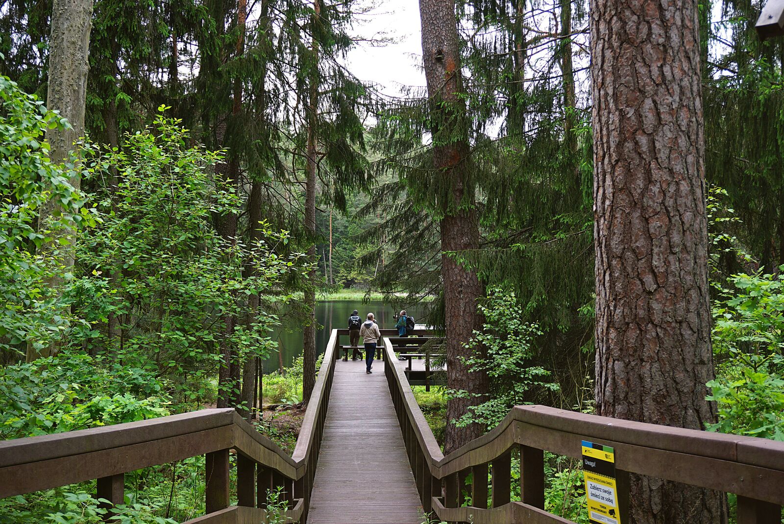 Sony a6000 sample photo. Bridge, forest, tree photography