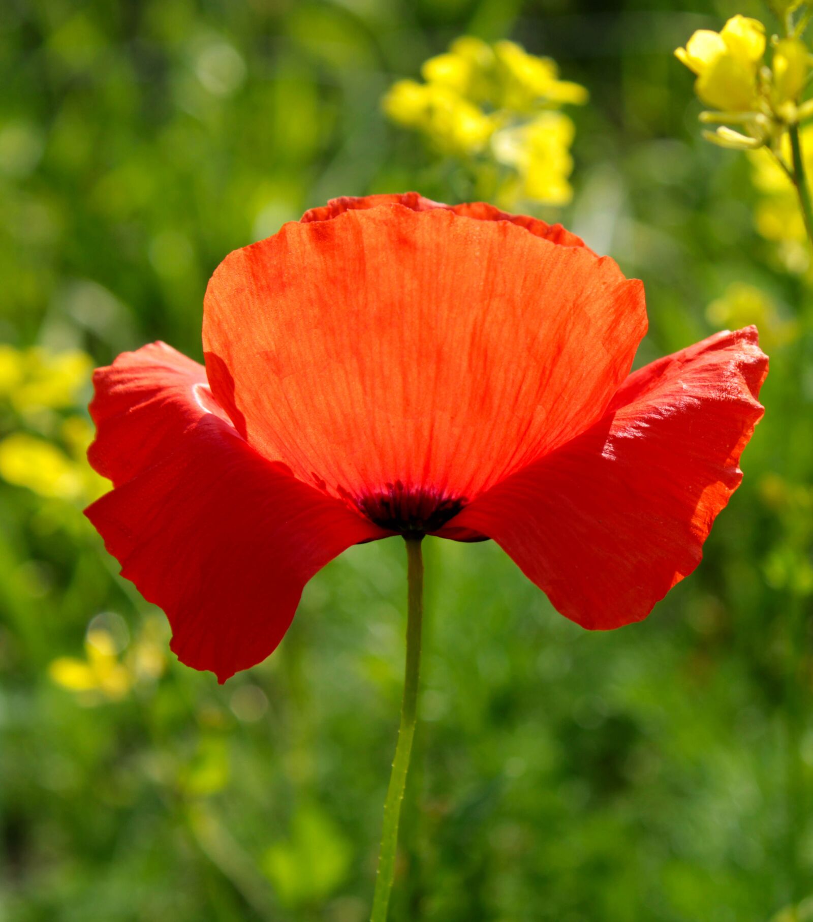 Canon EOS 2000D (EOS Rebel T7 / EOS Kiss X90 / EOS 1500D) sample photo. Red, red poppy, poppy photography
